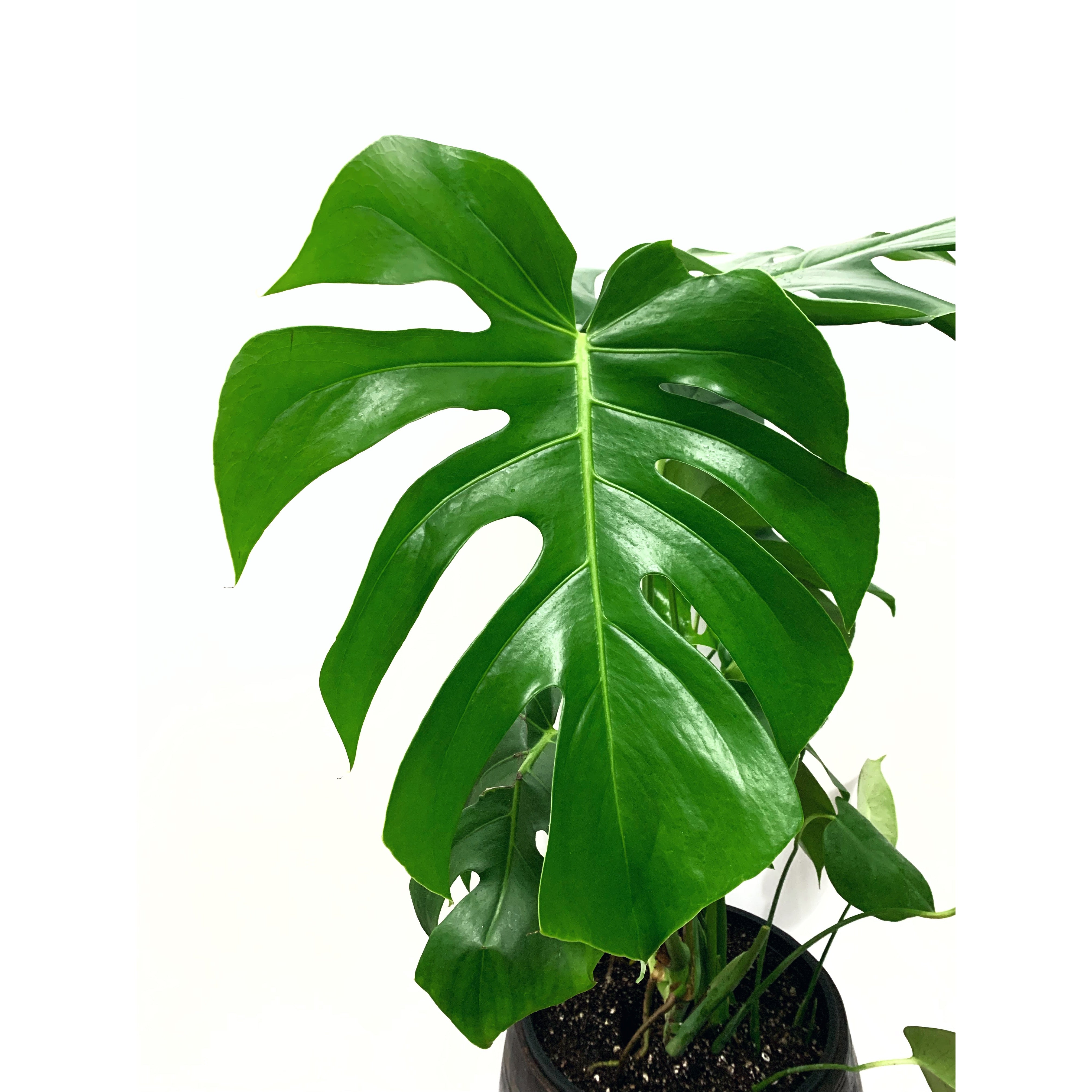 Monstera Deliciosa - Las Selvas