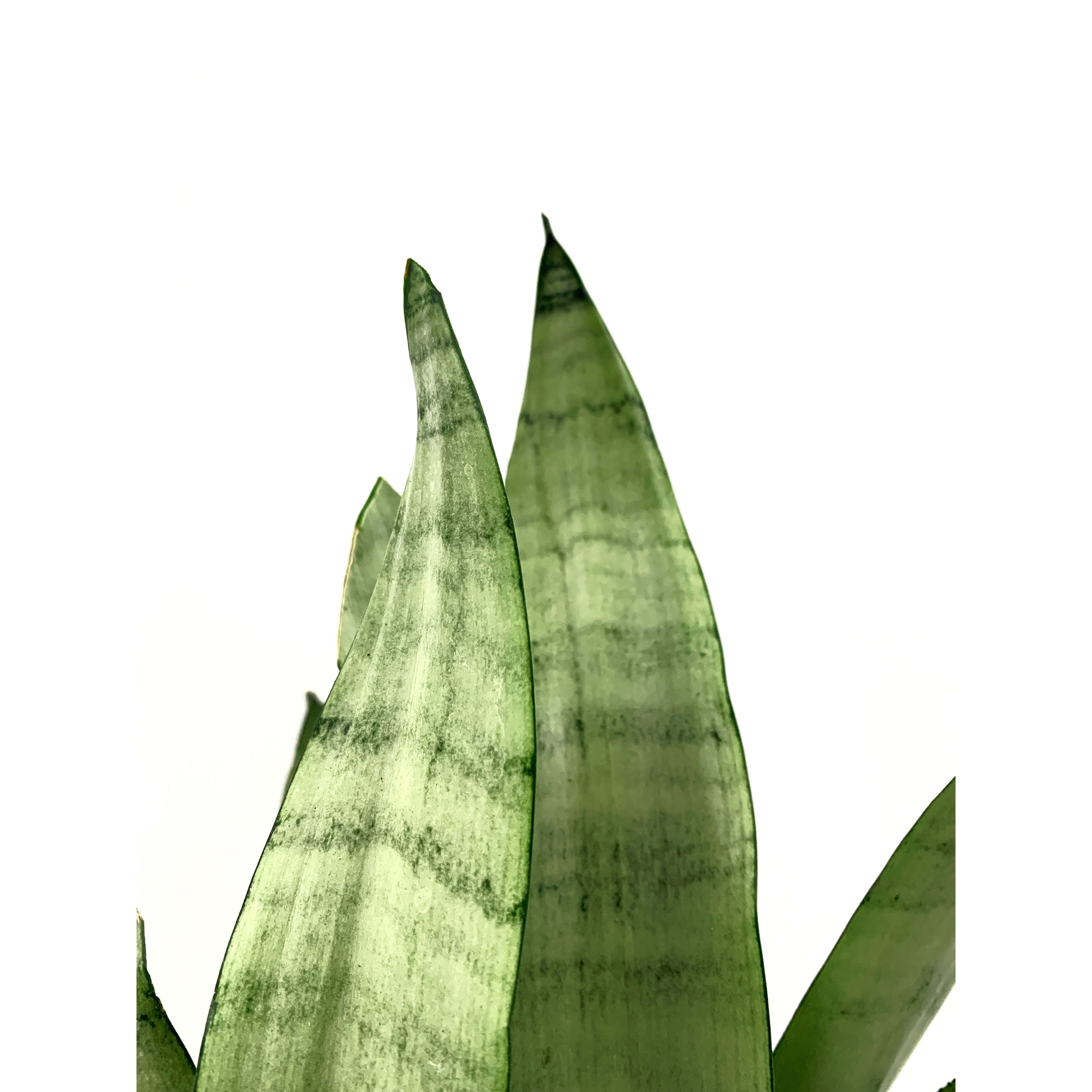 Sansevieria Moonshine - Las Selvas