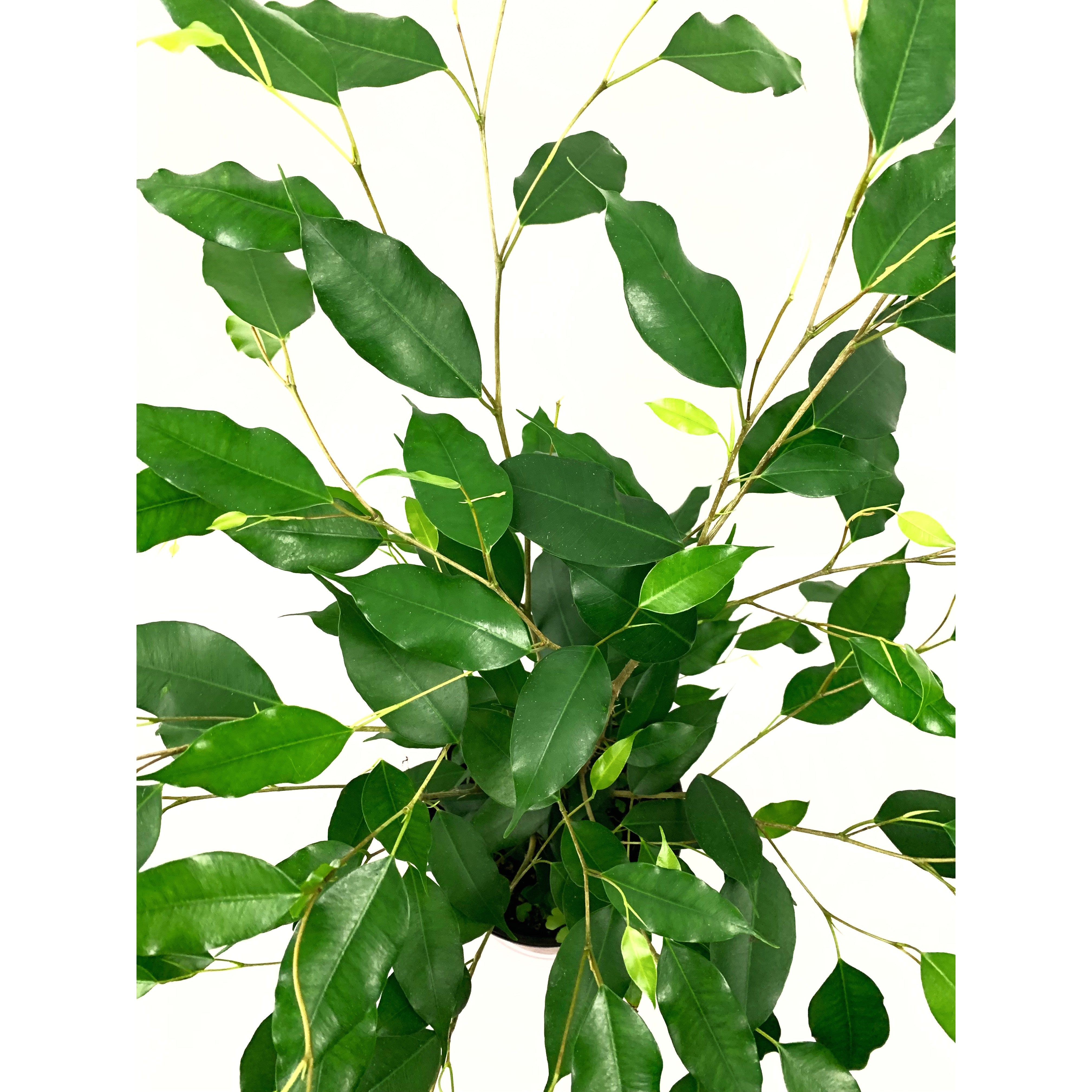 Weeping Fig - Las Selvas