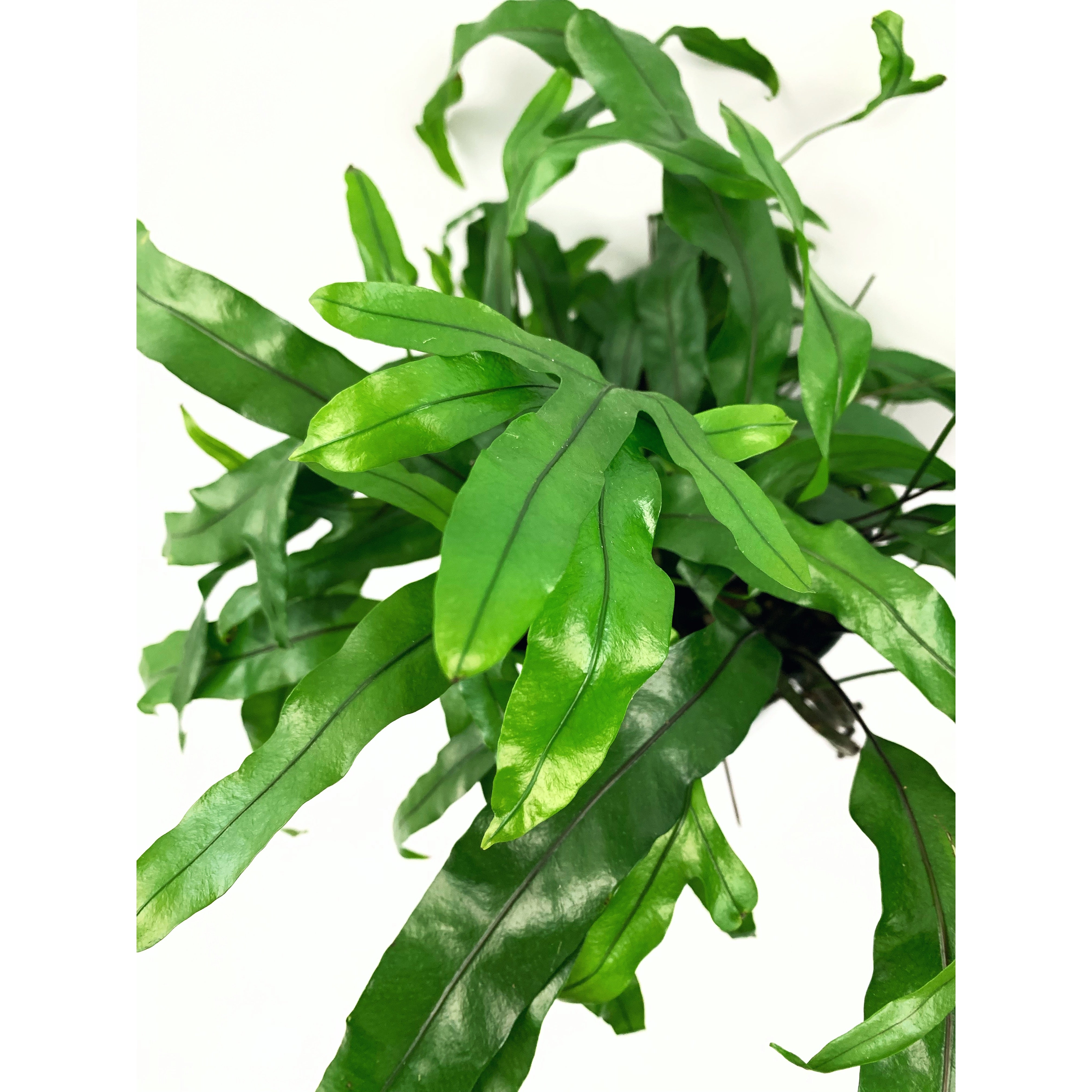 Kangaroo Paw - Las Selvas