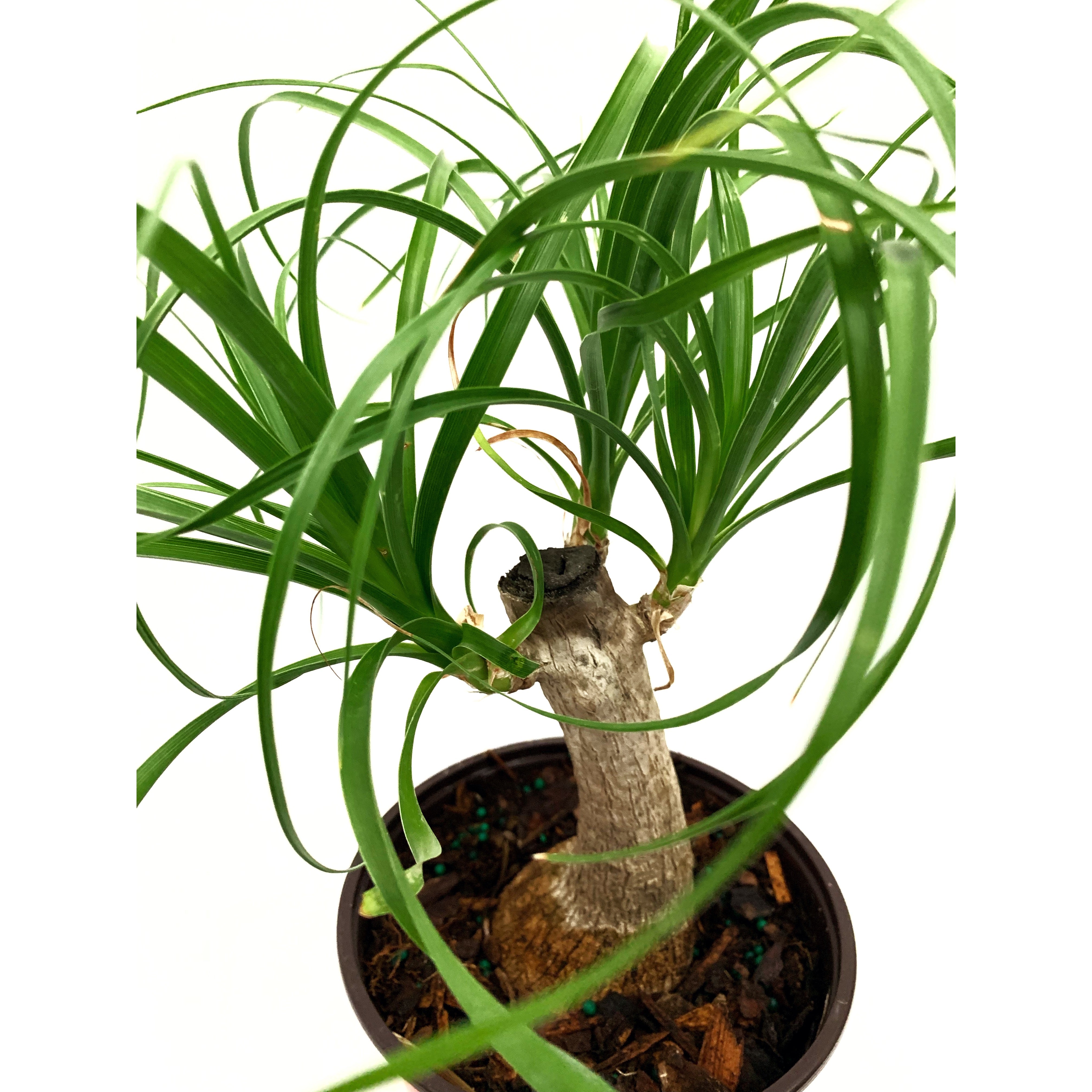 Ponytail - Las Selvas