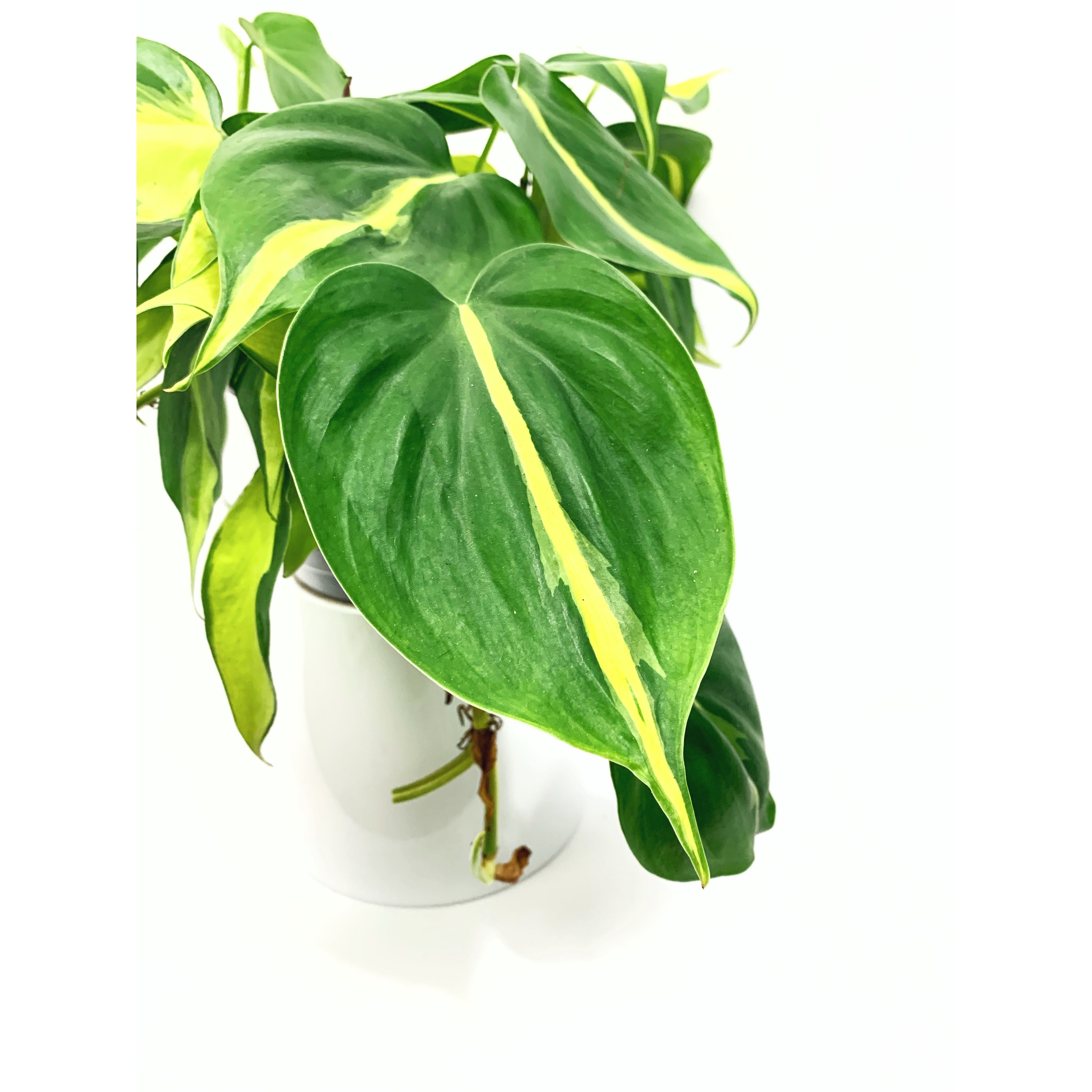 Brazilian Philodendron - Las Selvas