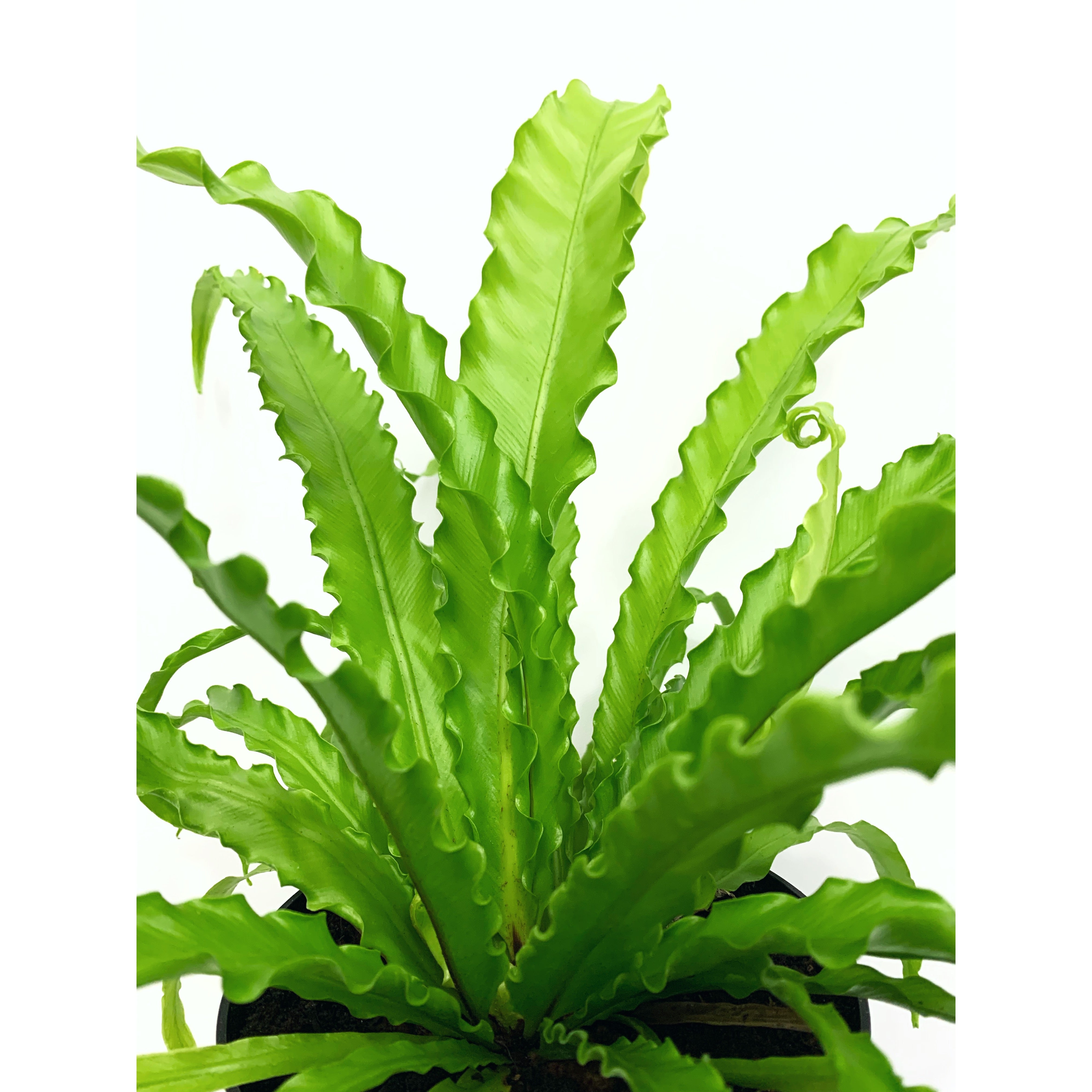 Victoria Bird's Nest - Las Selvas