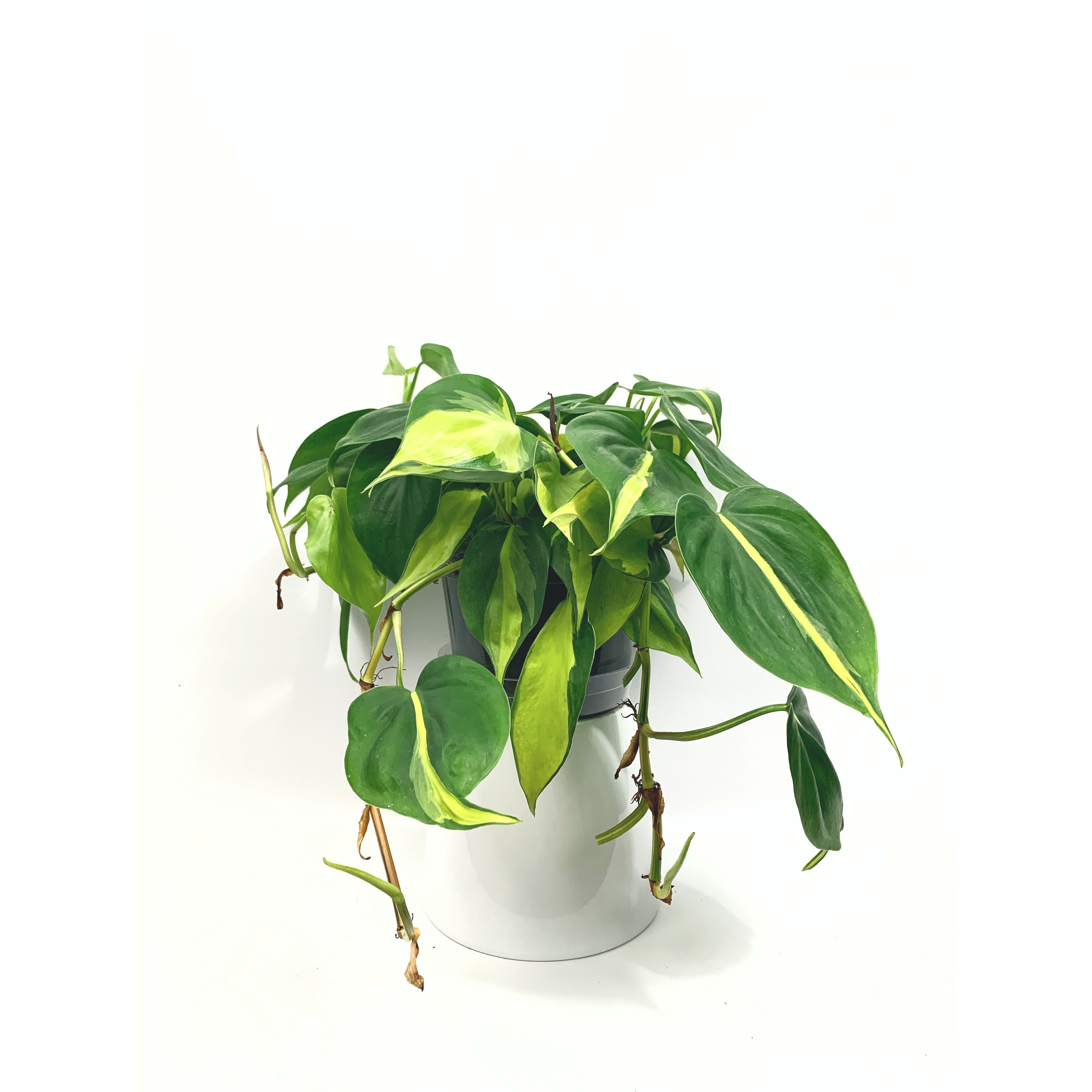 Brazilian Philodendron - Las Selvas