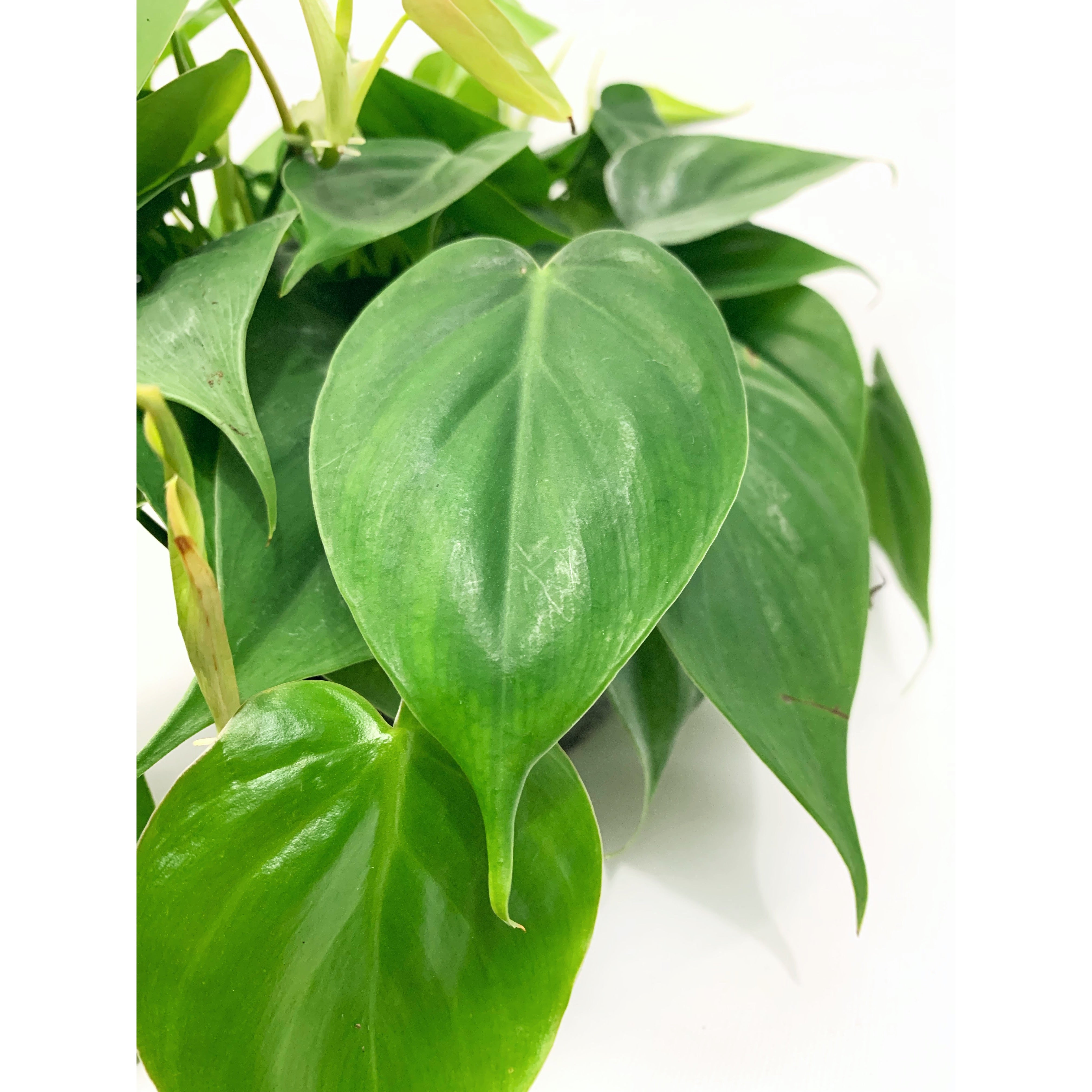 Heart Leaf Philodendron - Las Selvas