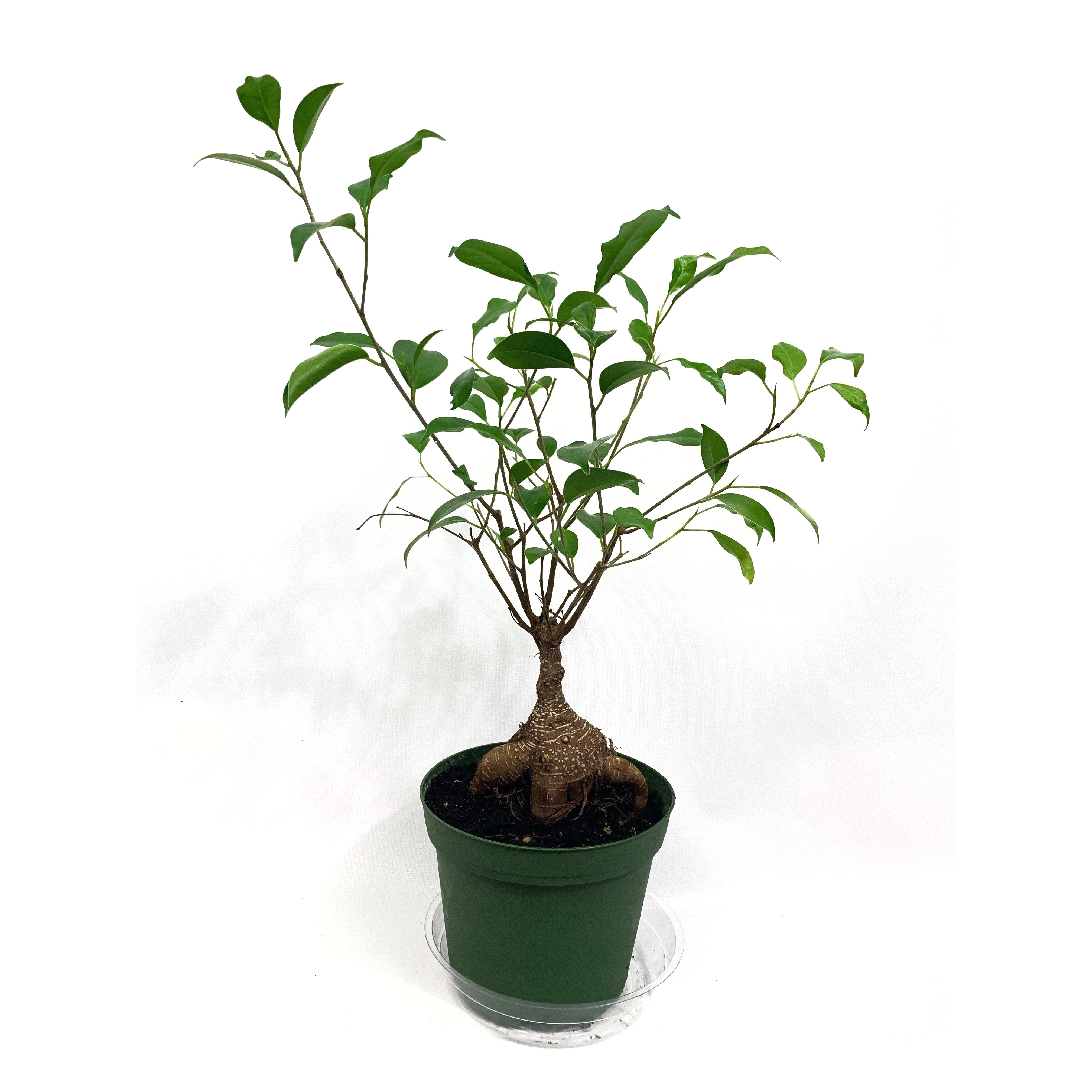 Ginseng - Las Selvas