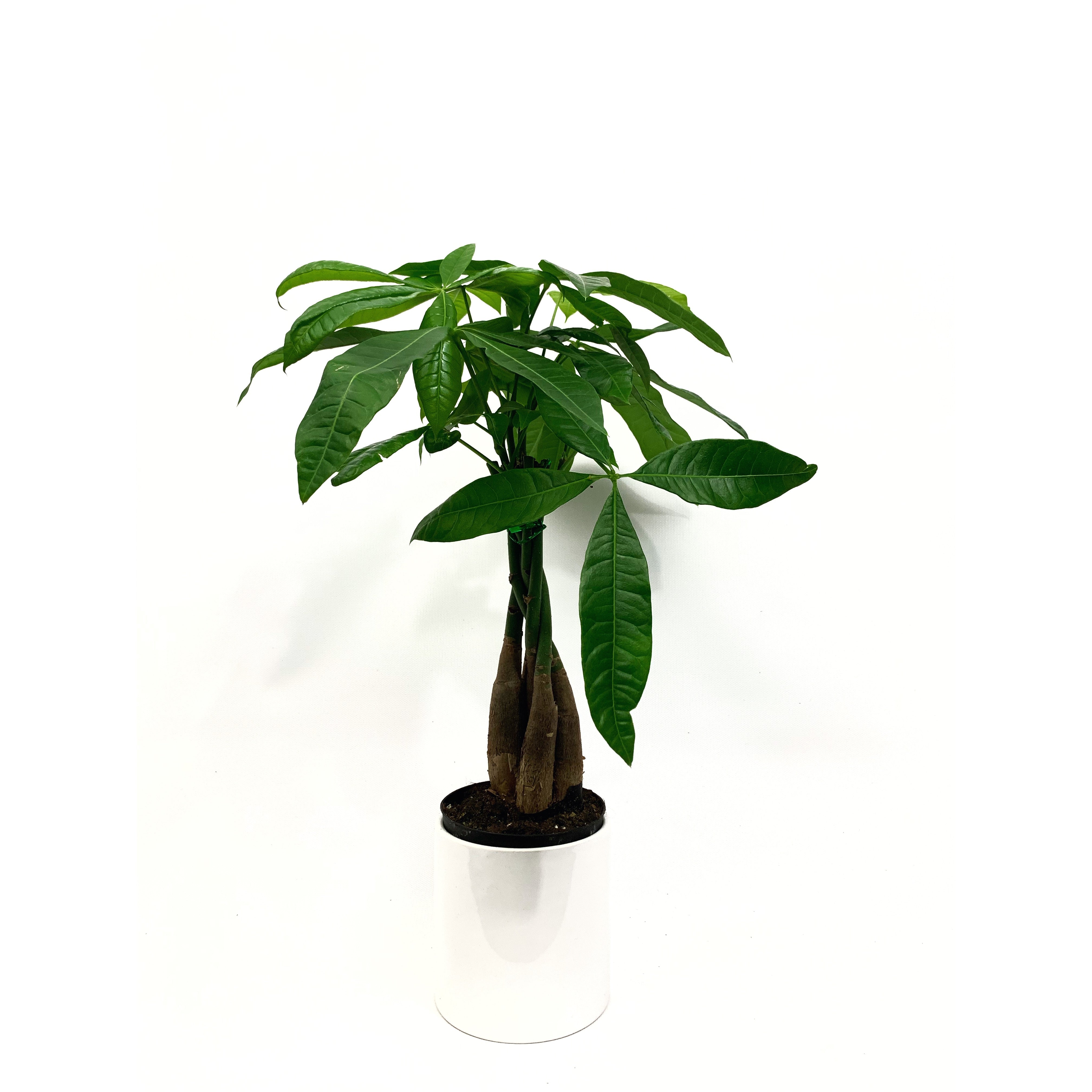 Money Tree - Las Selvas