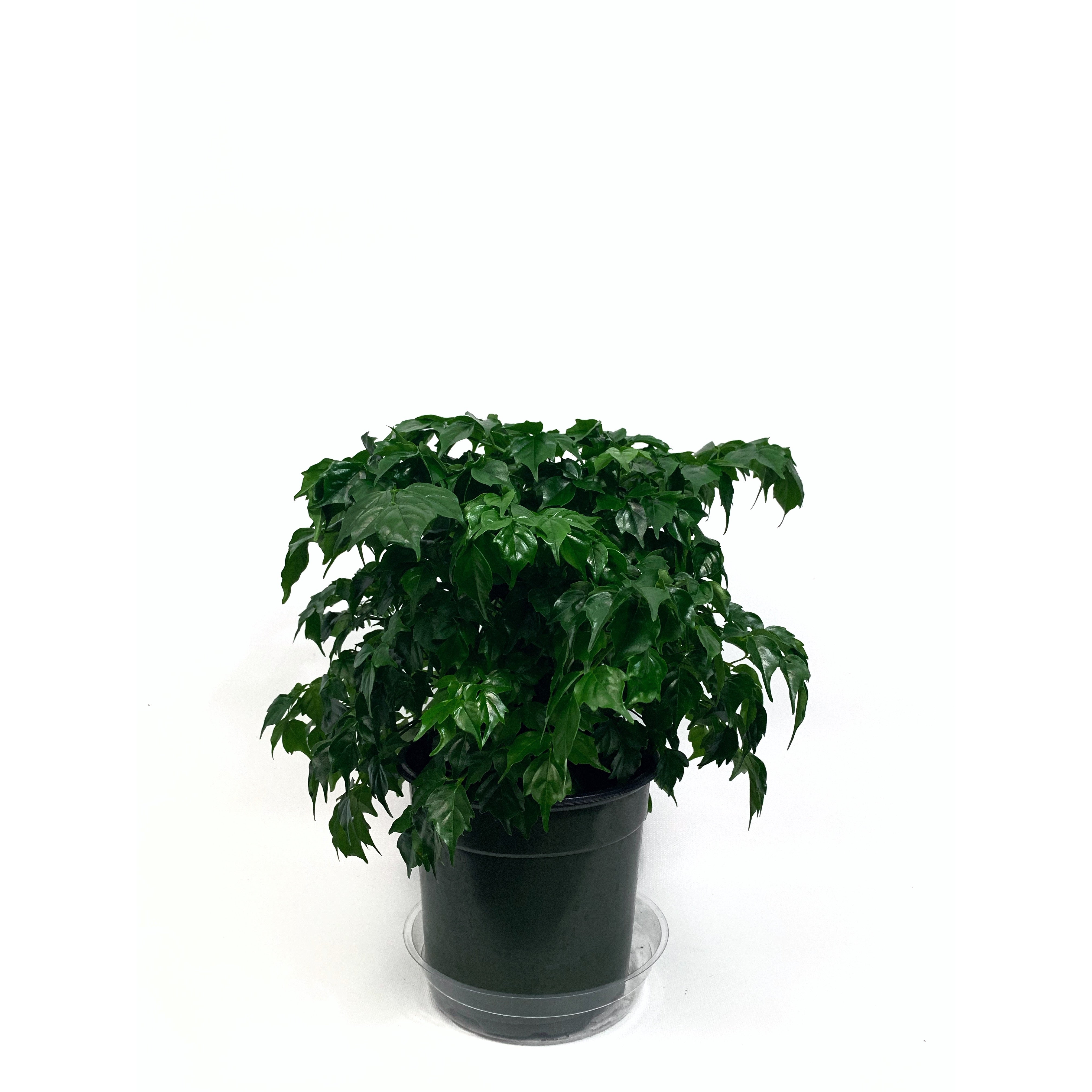 China Doll - Las Selvas