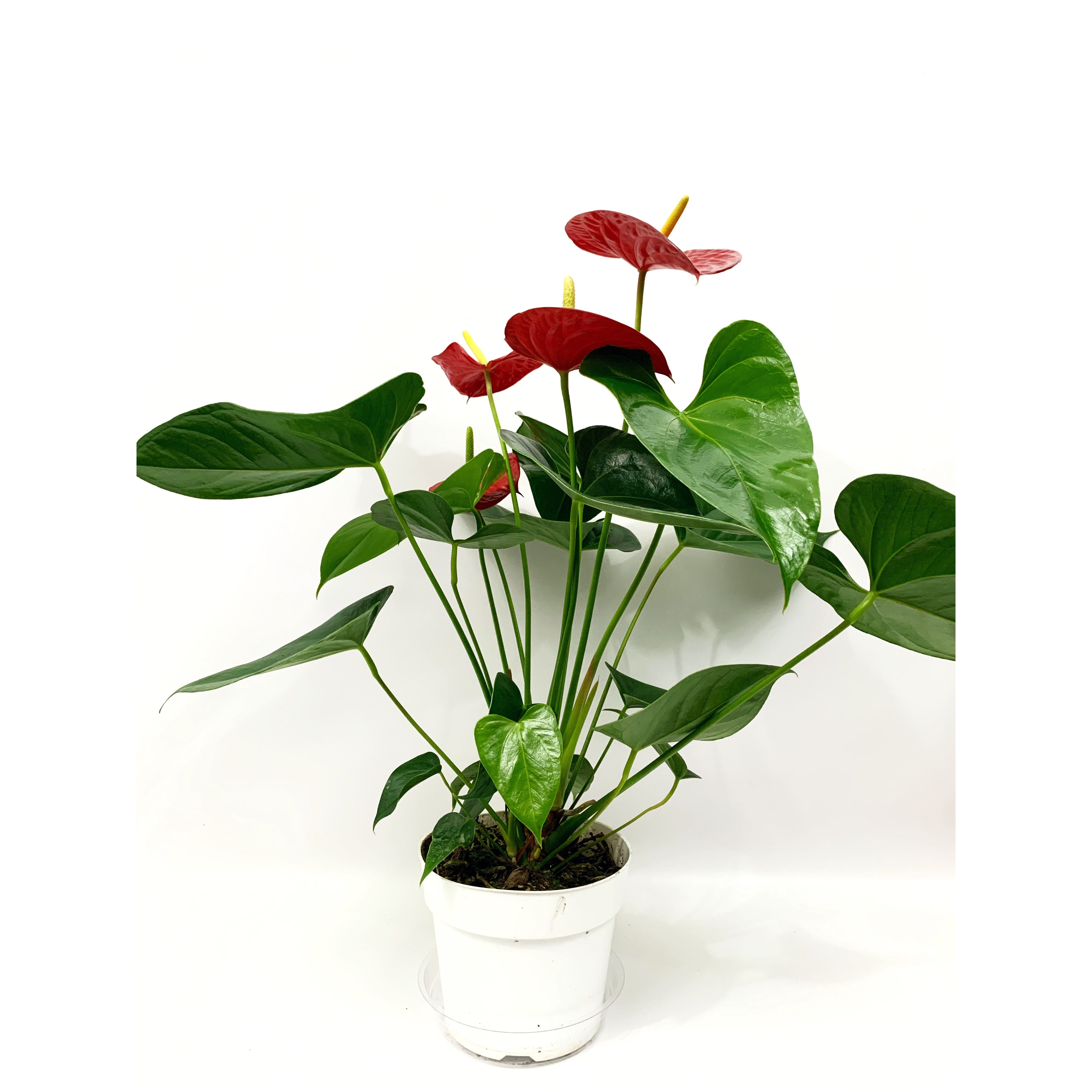 Flamingo Flower - Las Selvas