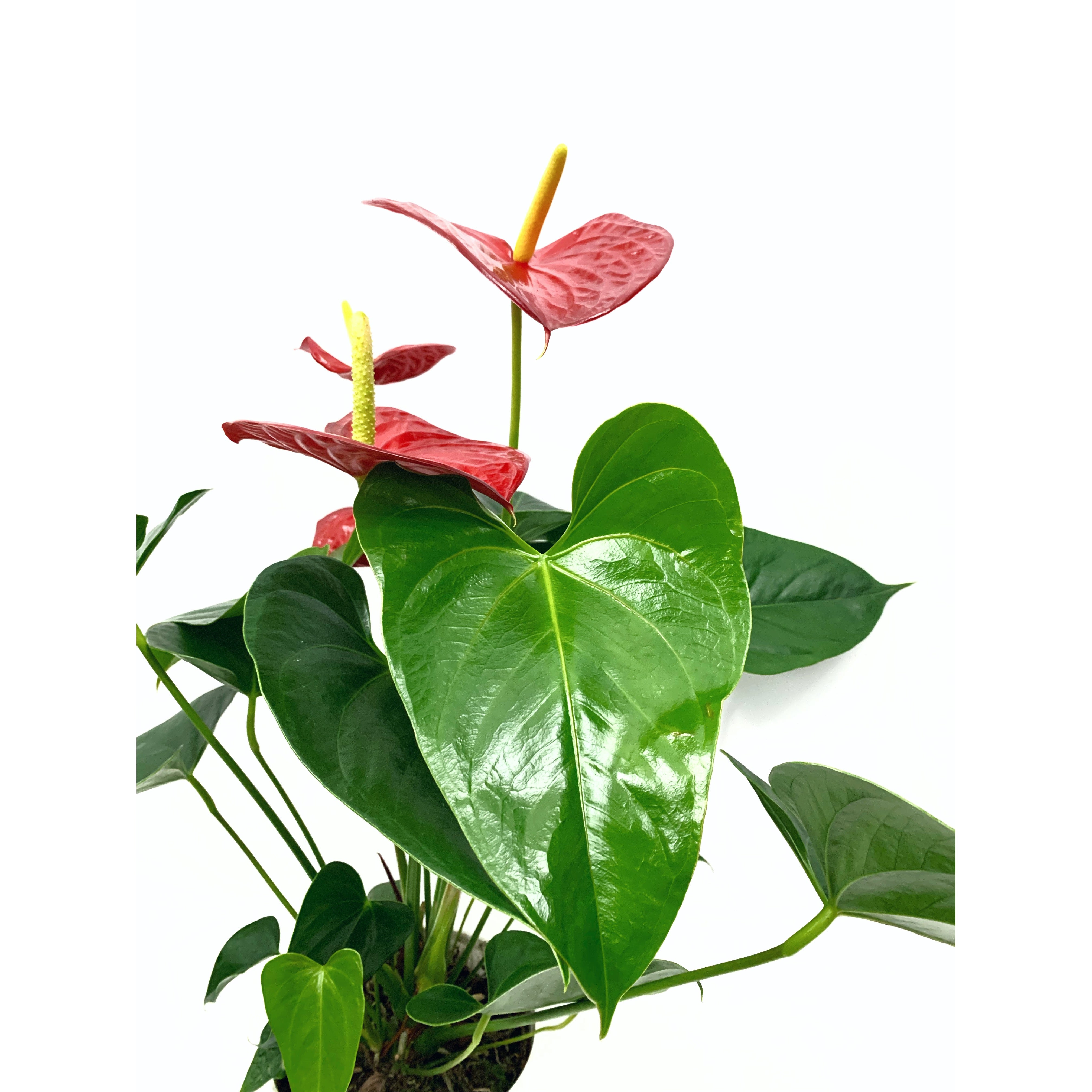 Flamingo Flower - Las Selvas