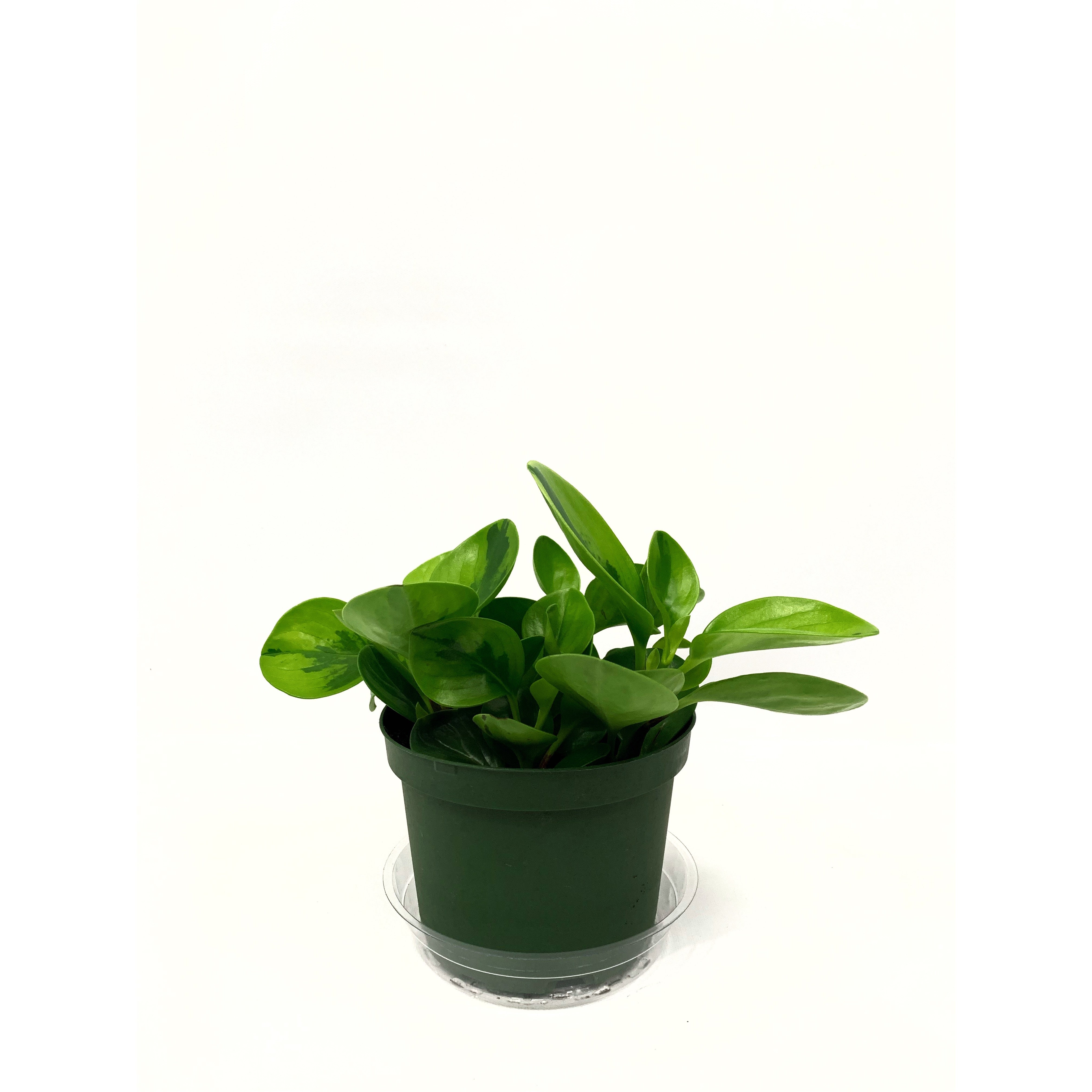 Baby Rubber Lime - Las Selvas