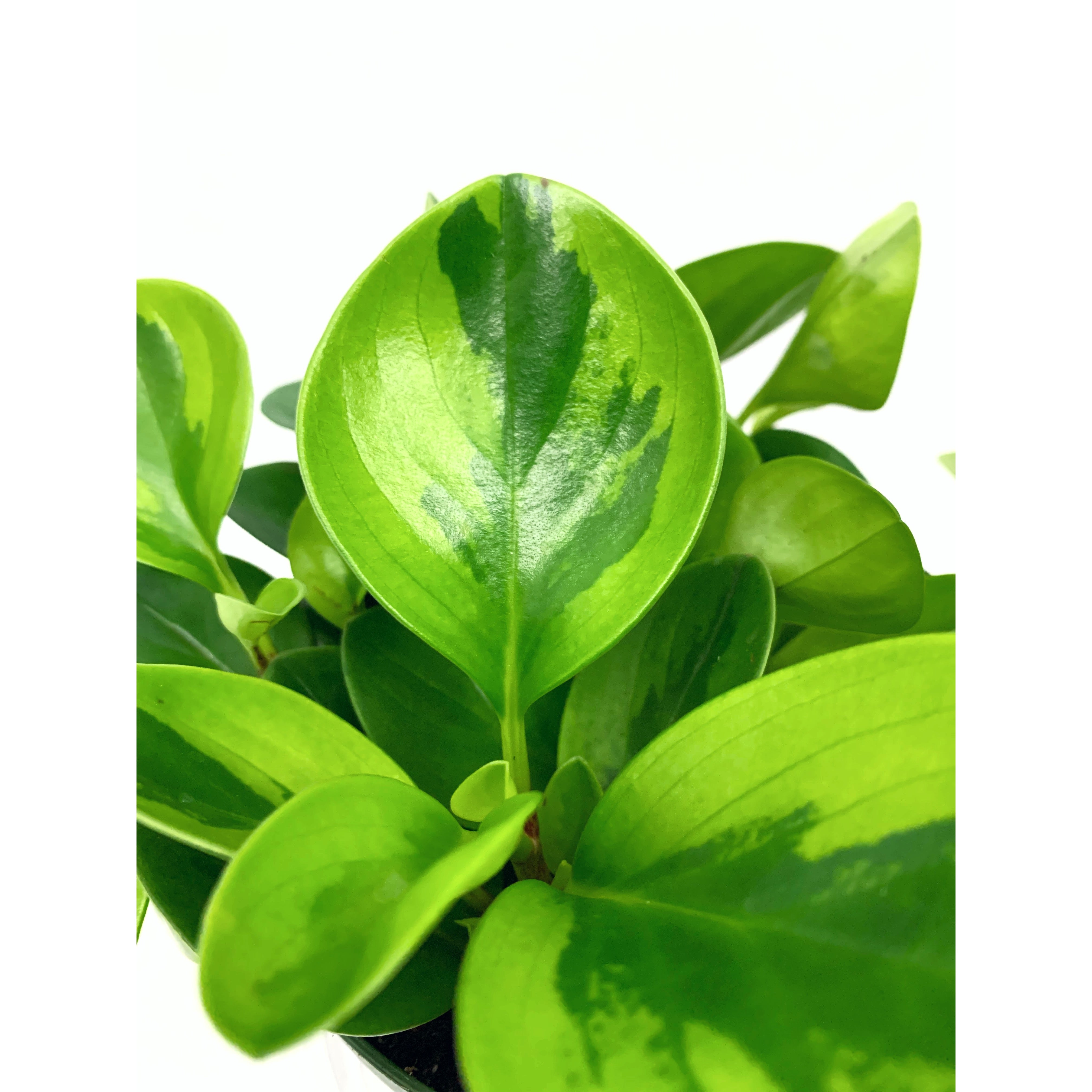 Baby Rubber Lime - Las Selvas