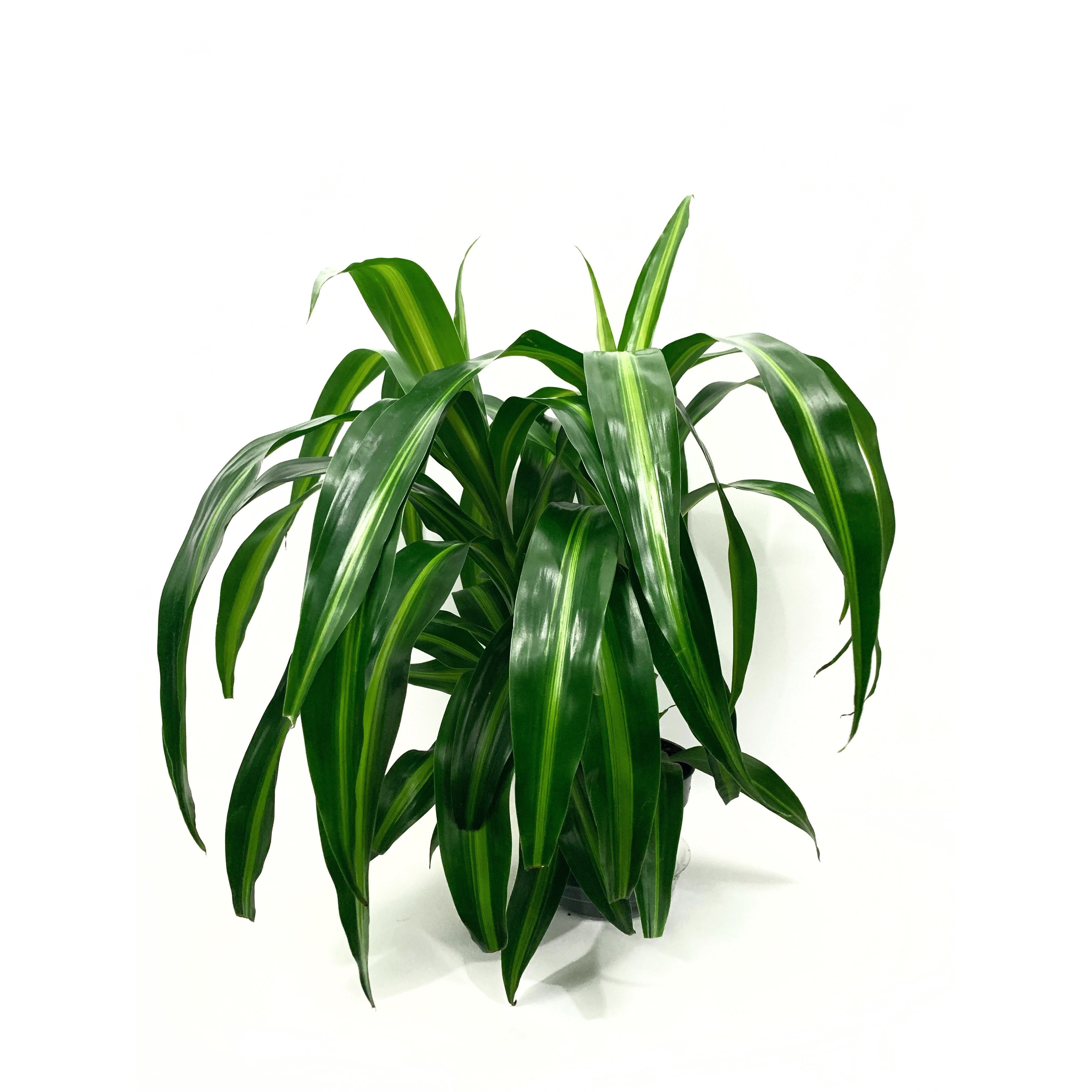 Dracena Hawaiian - Las Selvas
