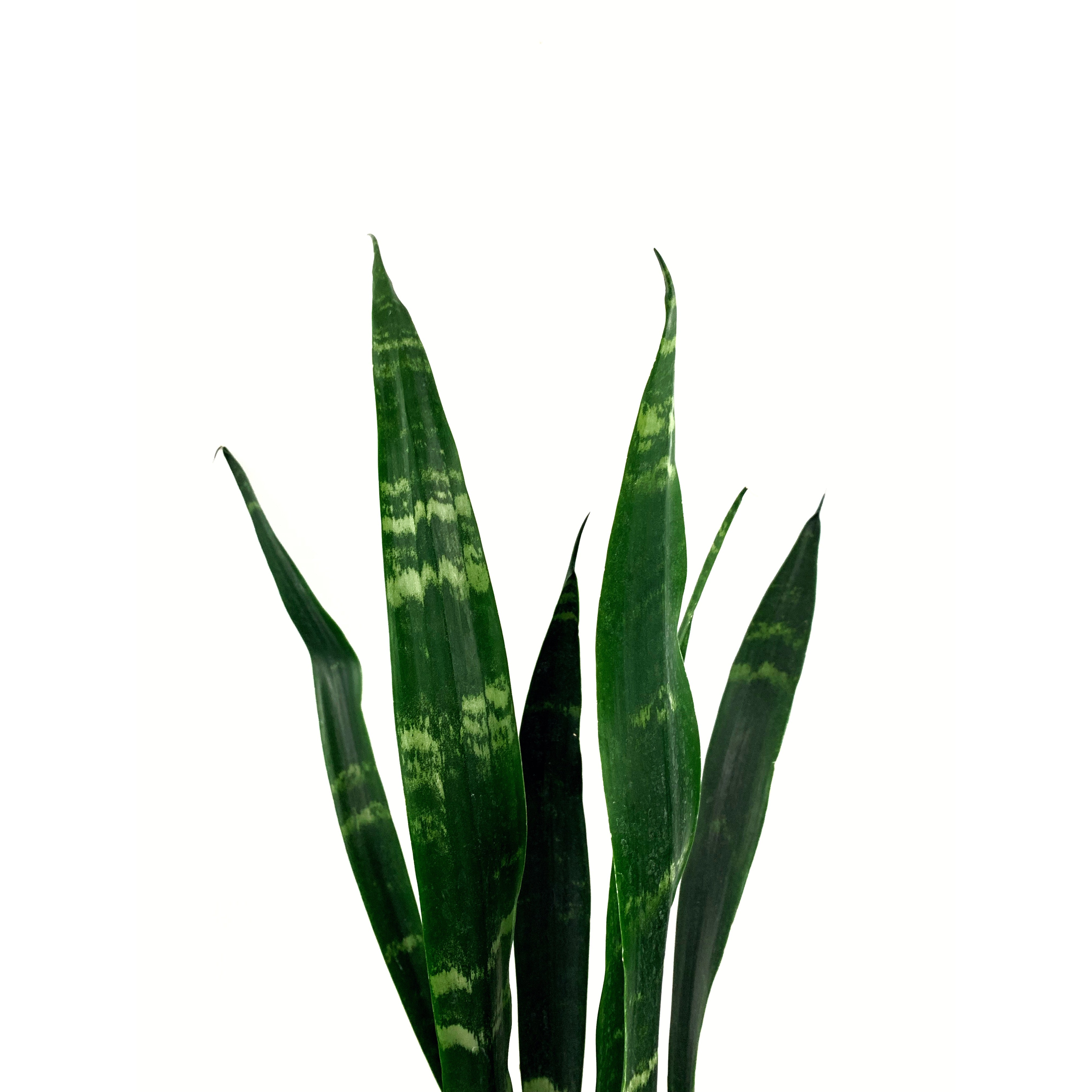 Sansevieria Black Coral - Las Selvas