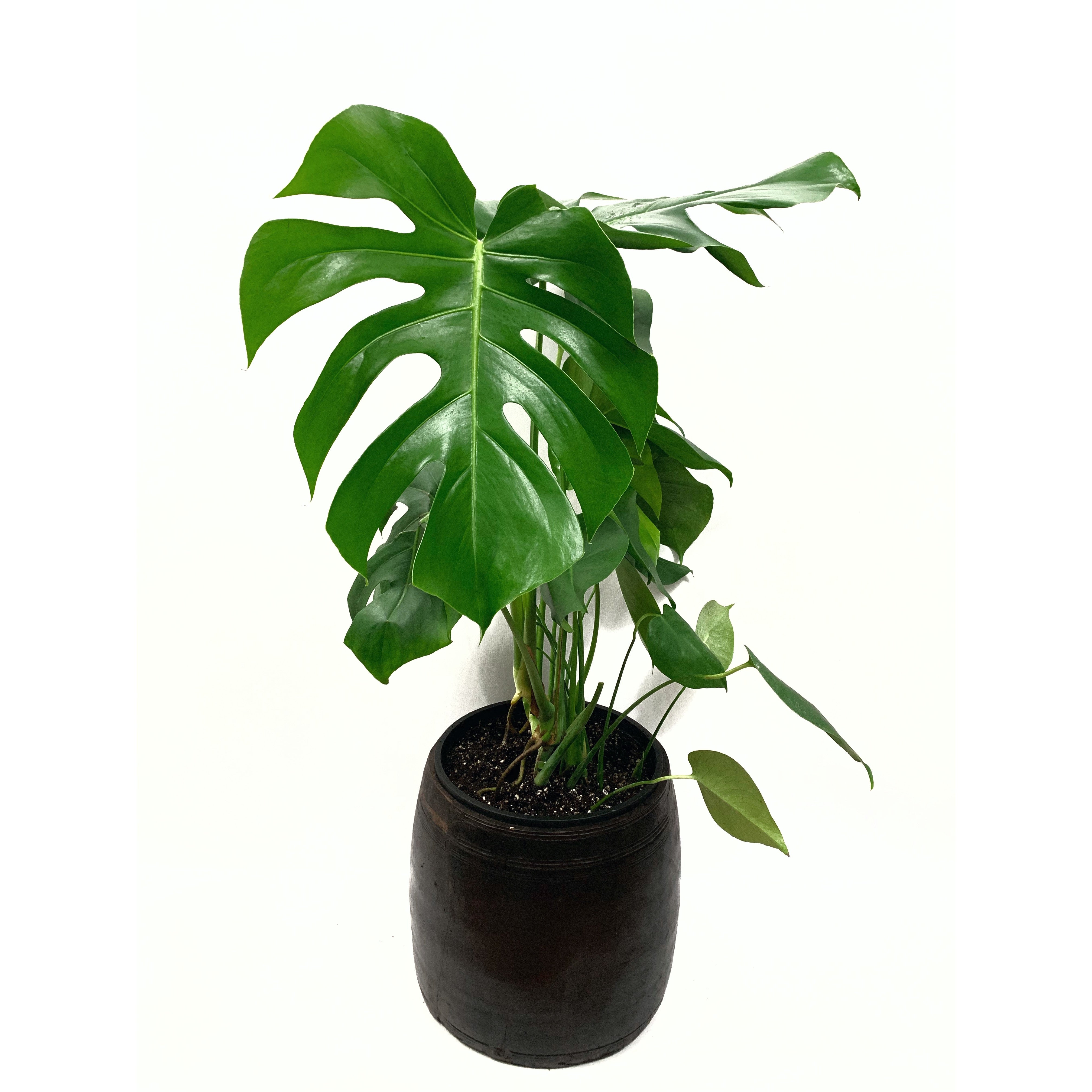 Monstera Deliciosa - Las Selvas