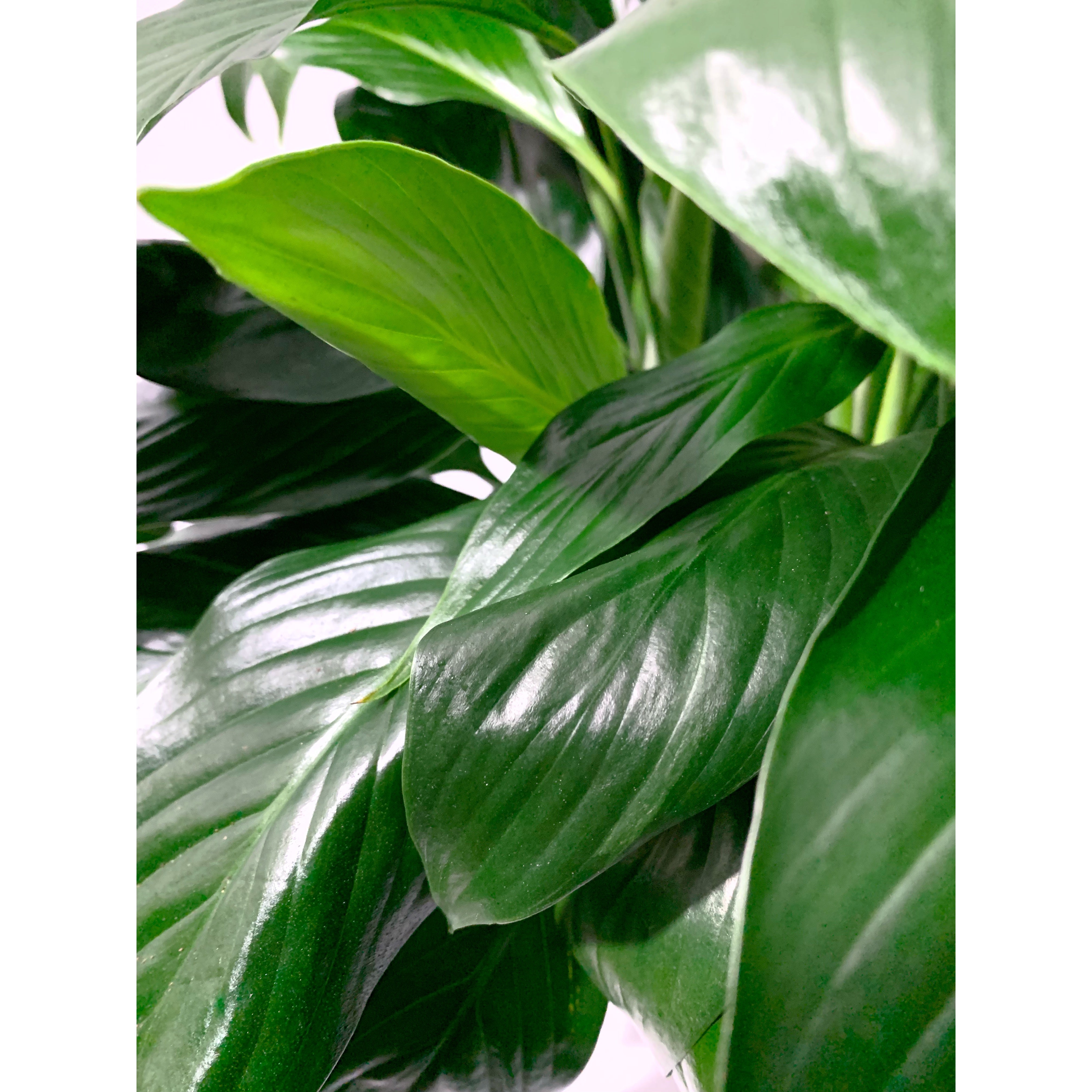 Peace Lily - Las Selvas