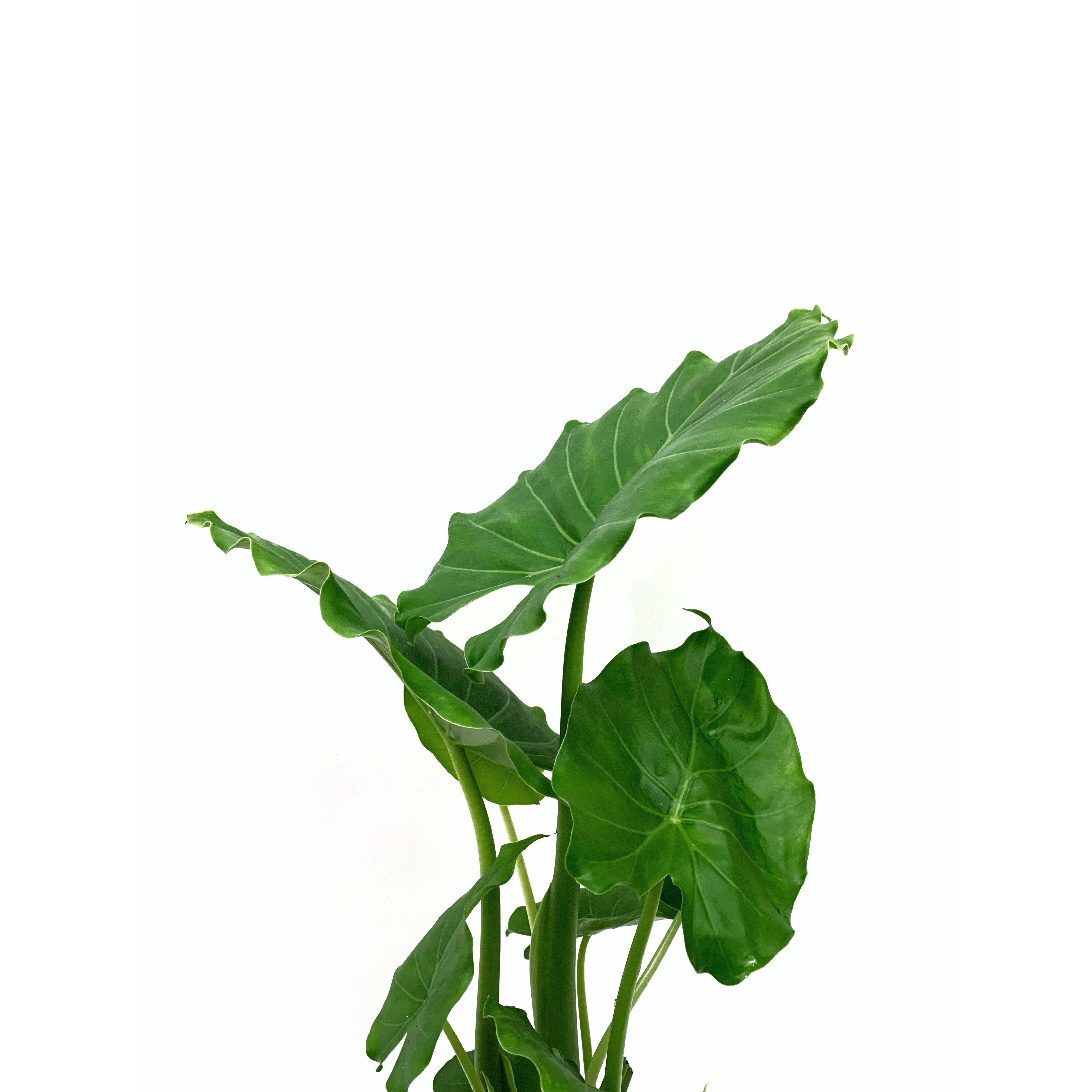 California - Las Selvas