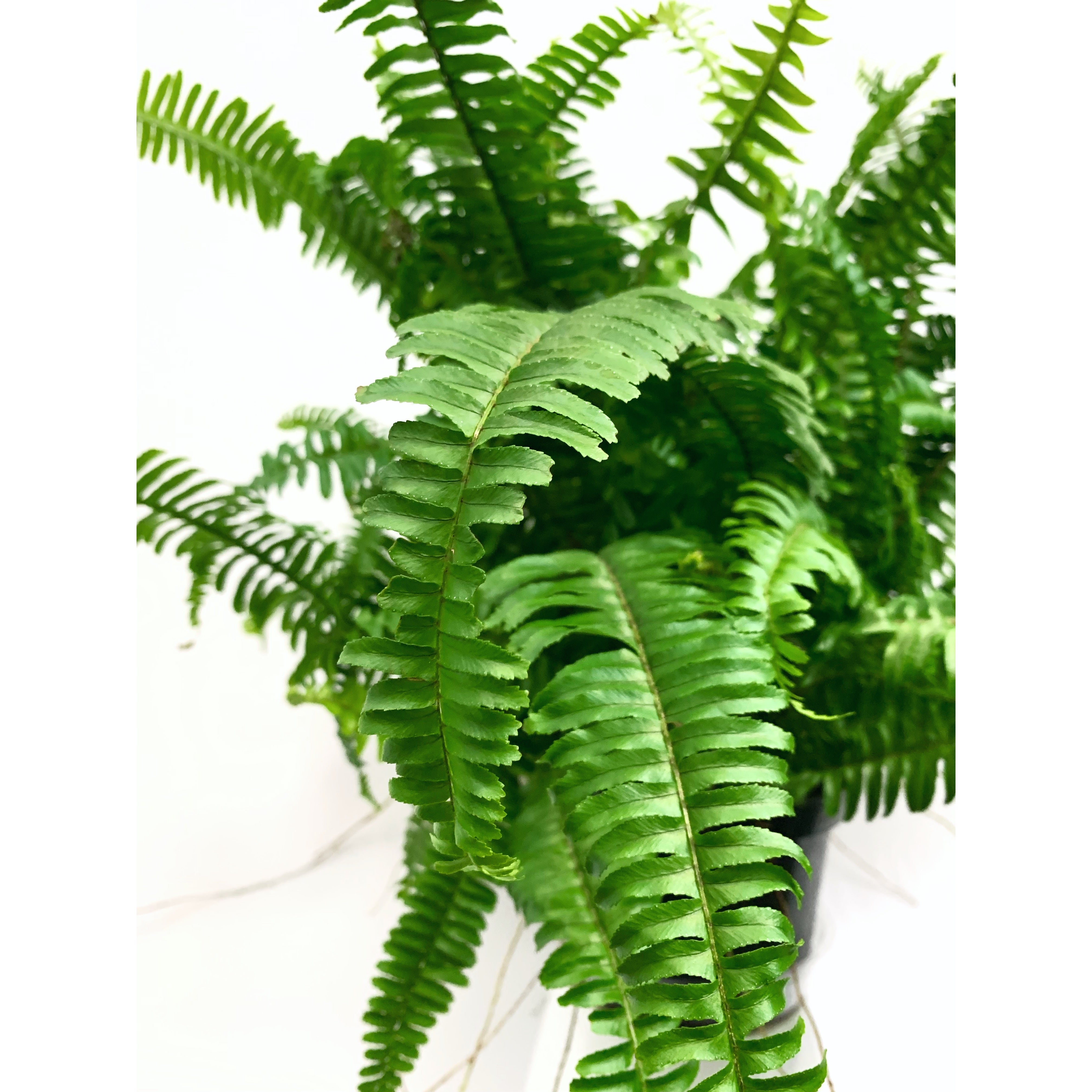 Western Sword - Las Selvas