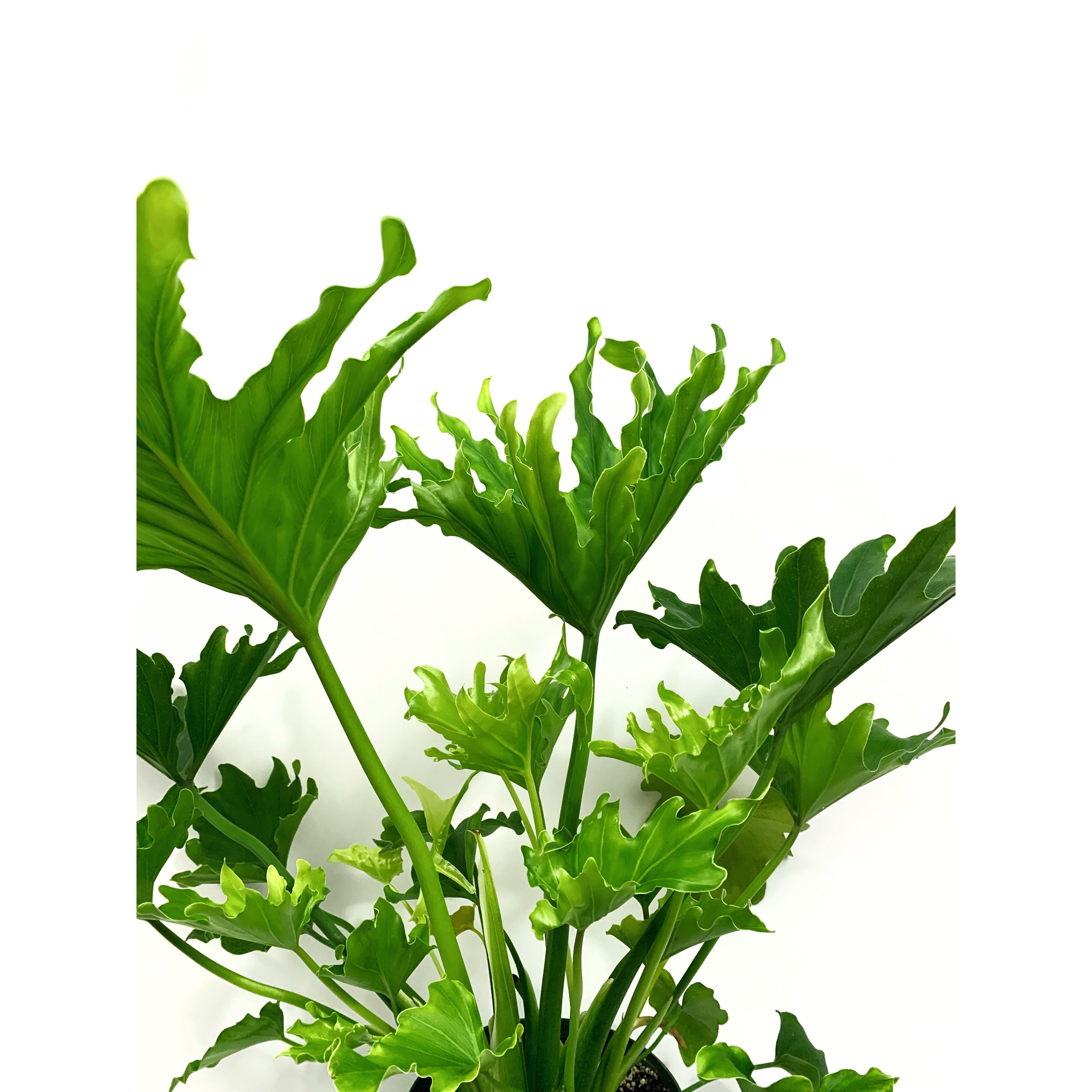 Selloum Hope - Las Selvas