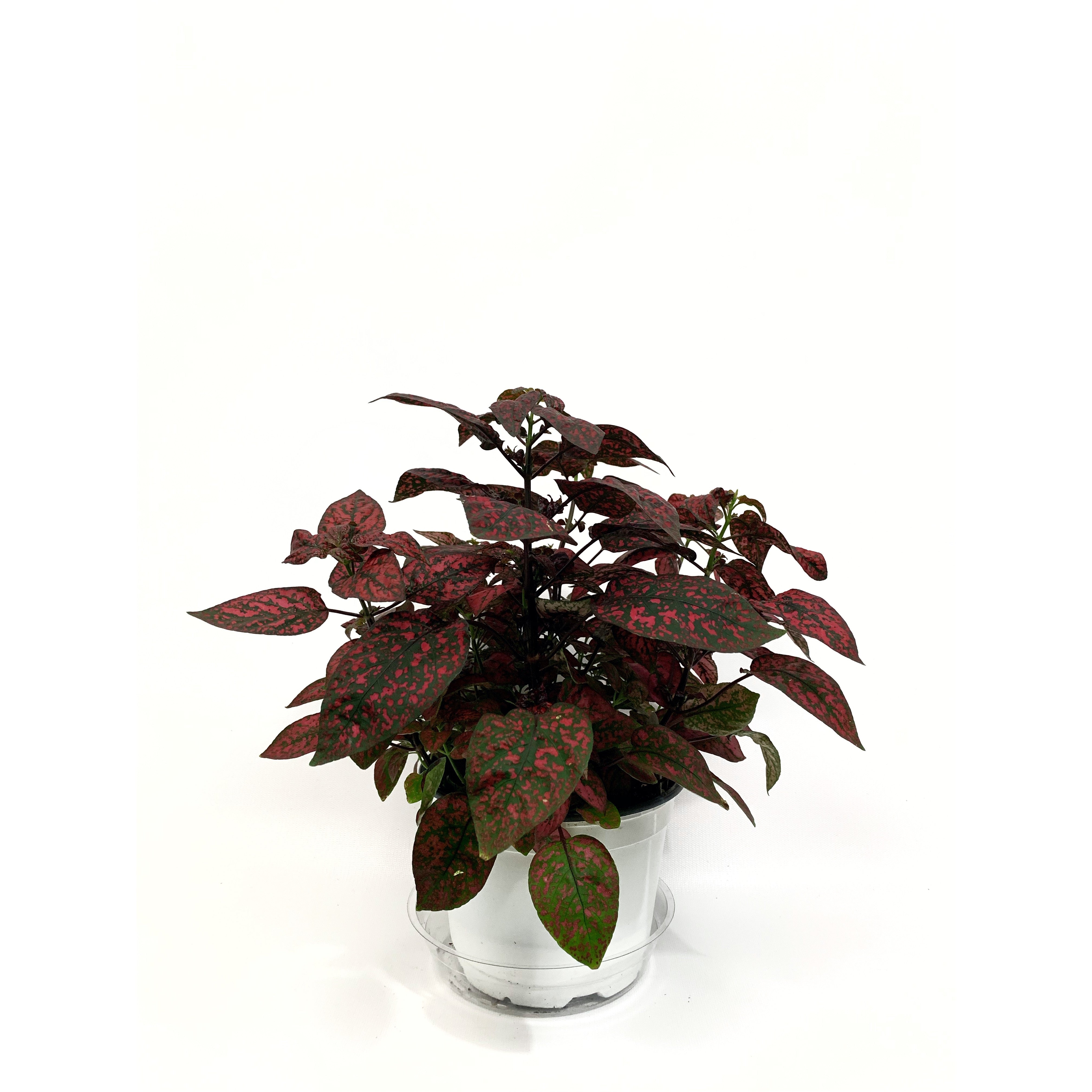 Pink Splash - Las Selvas