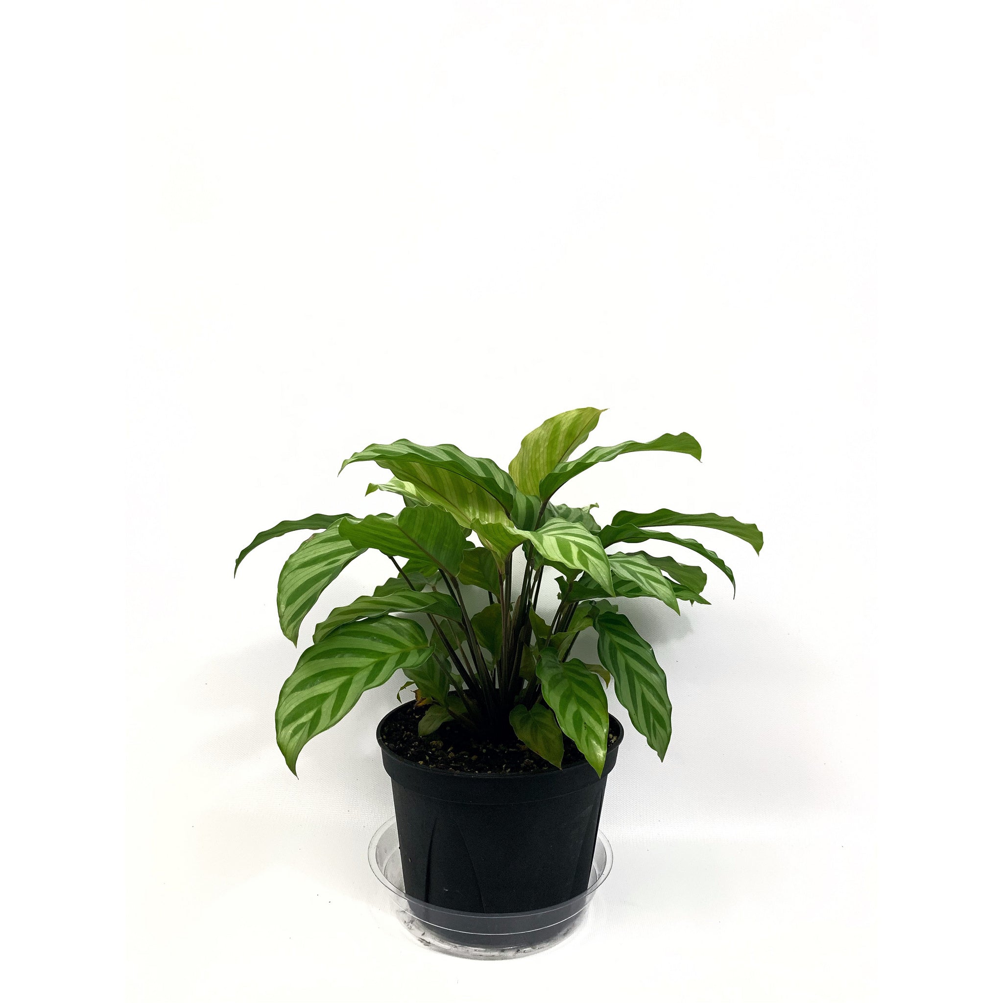Calathea Freddie - Las Selvas