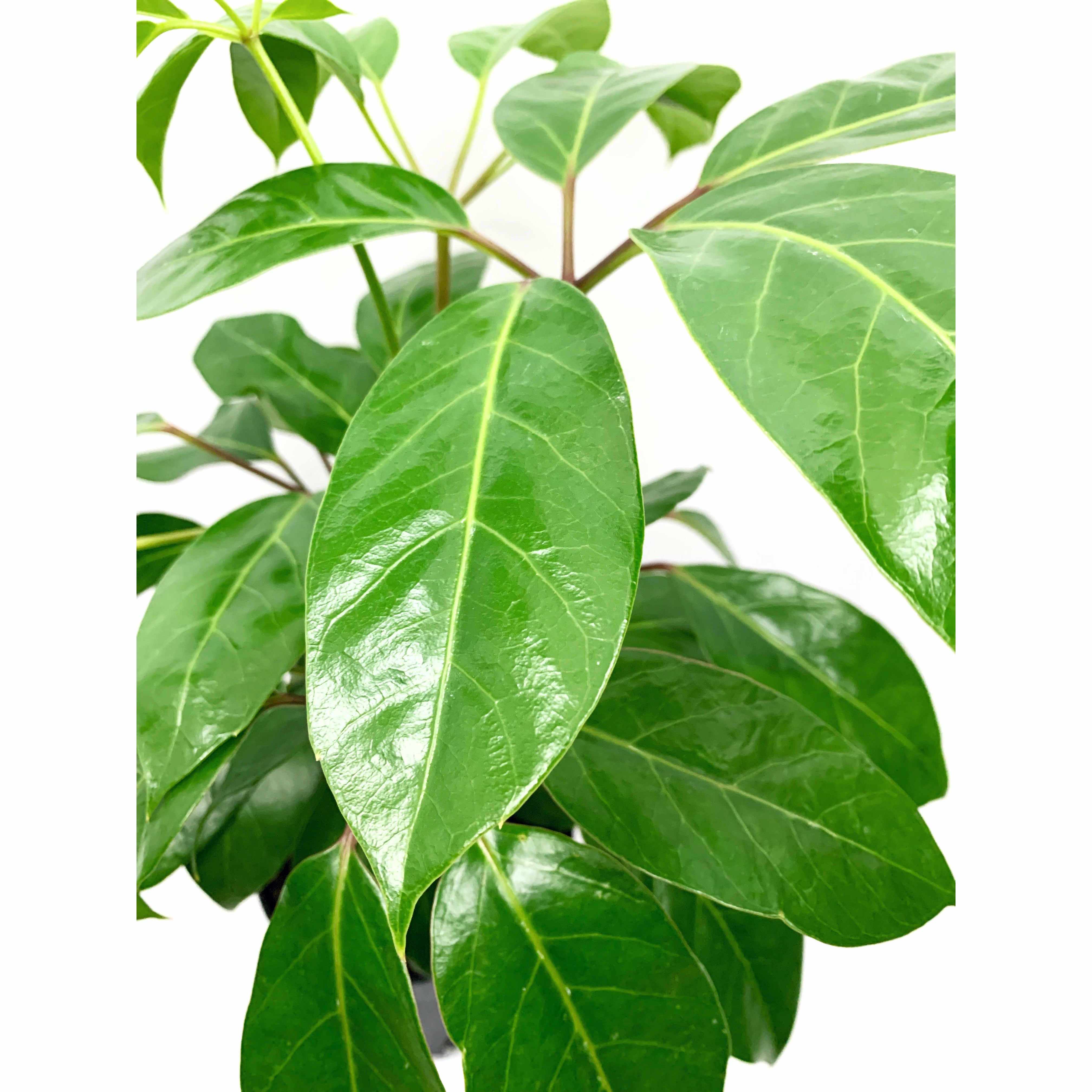 Umbrella Tree - Las Selvas