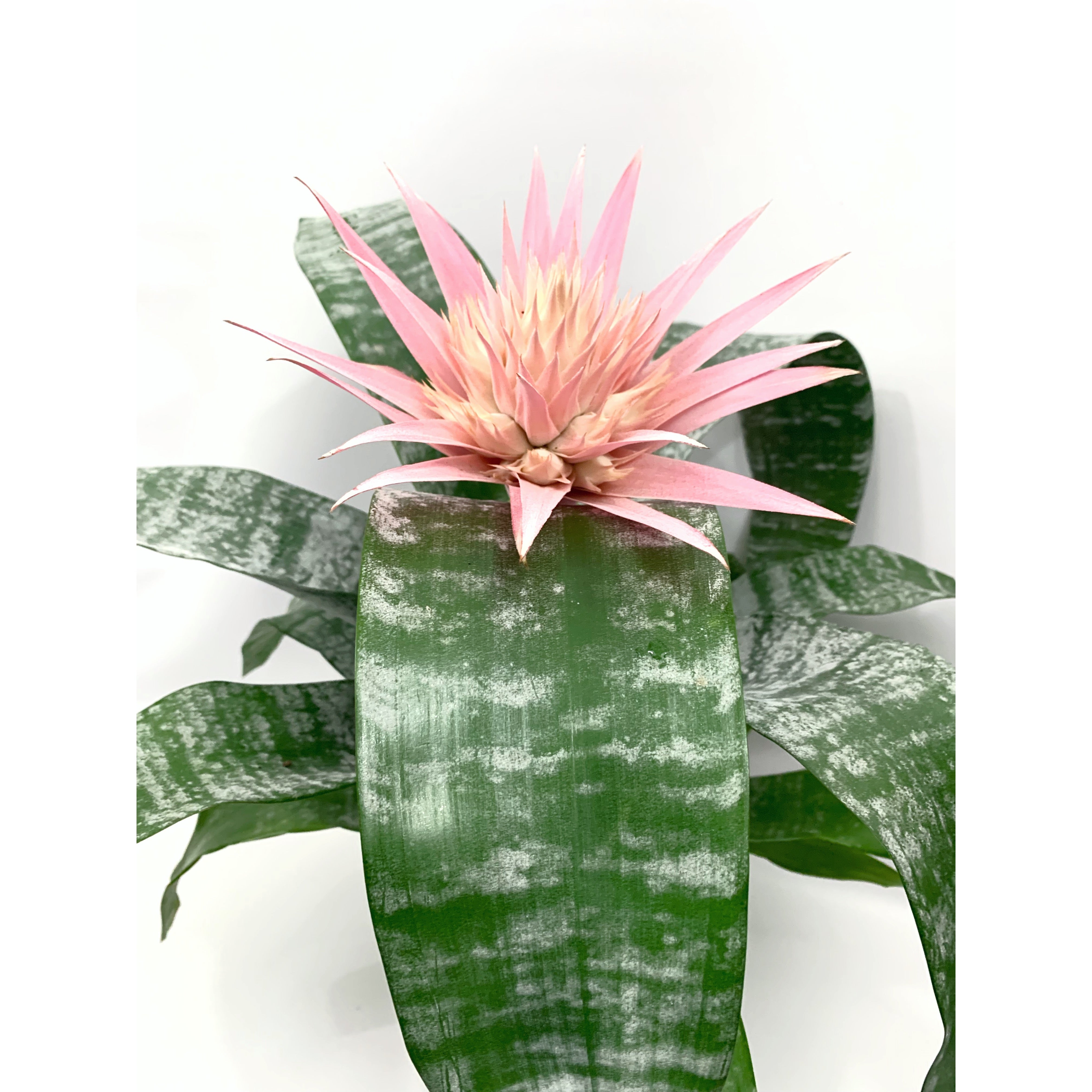 Urn Bromeliad - Las Selvas