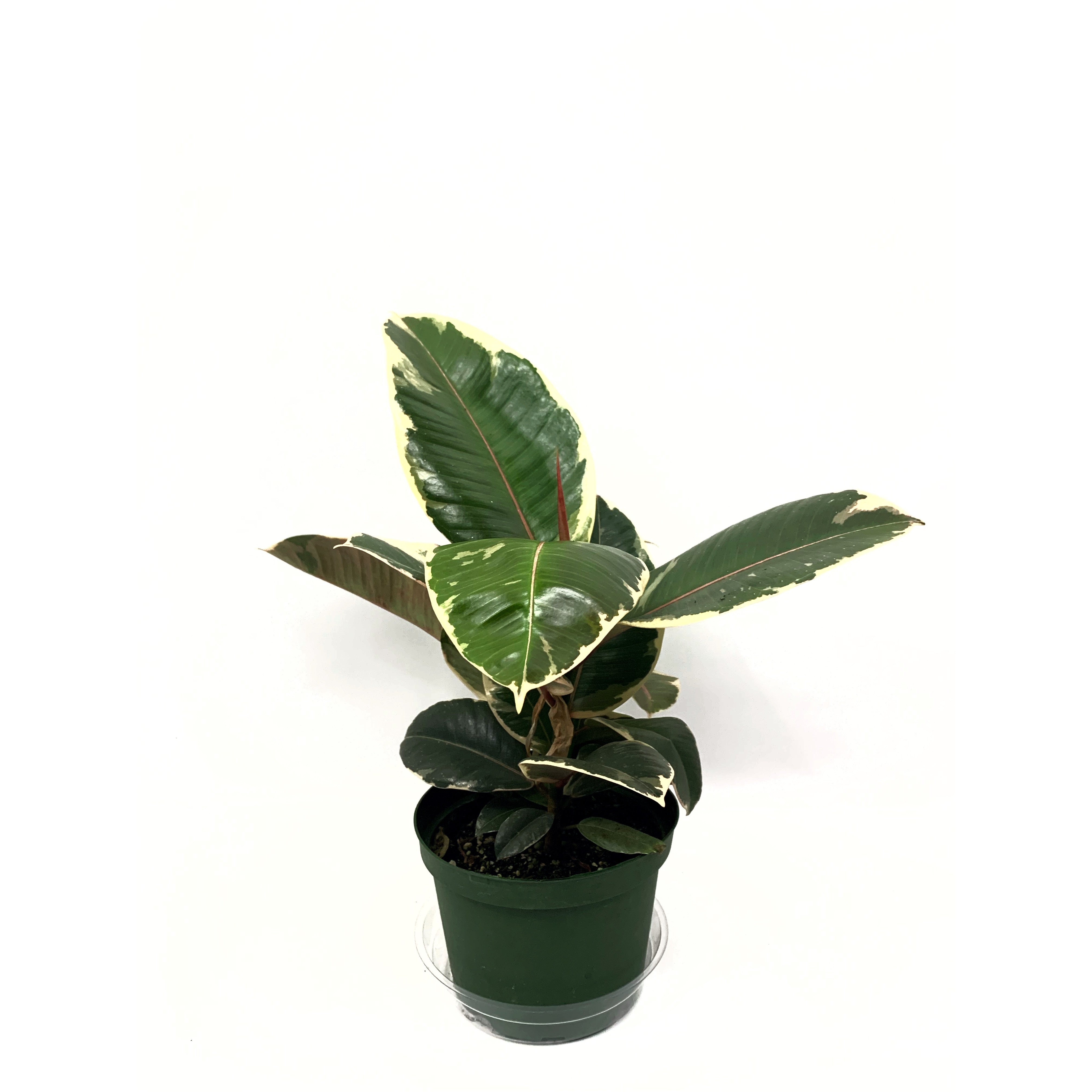 Rubber Tineke - Las Selvas