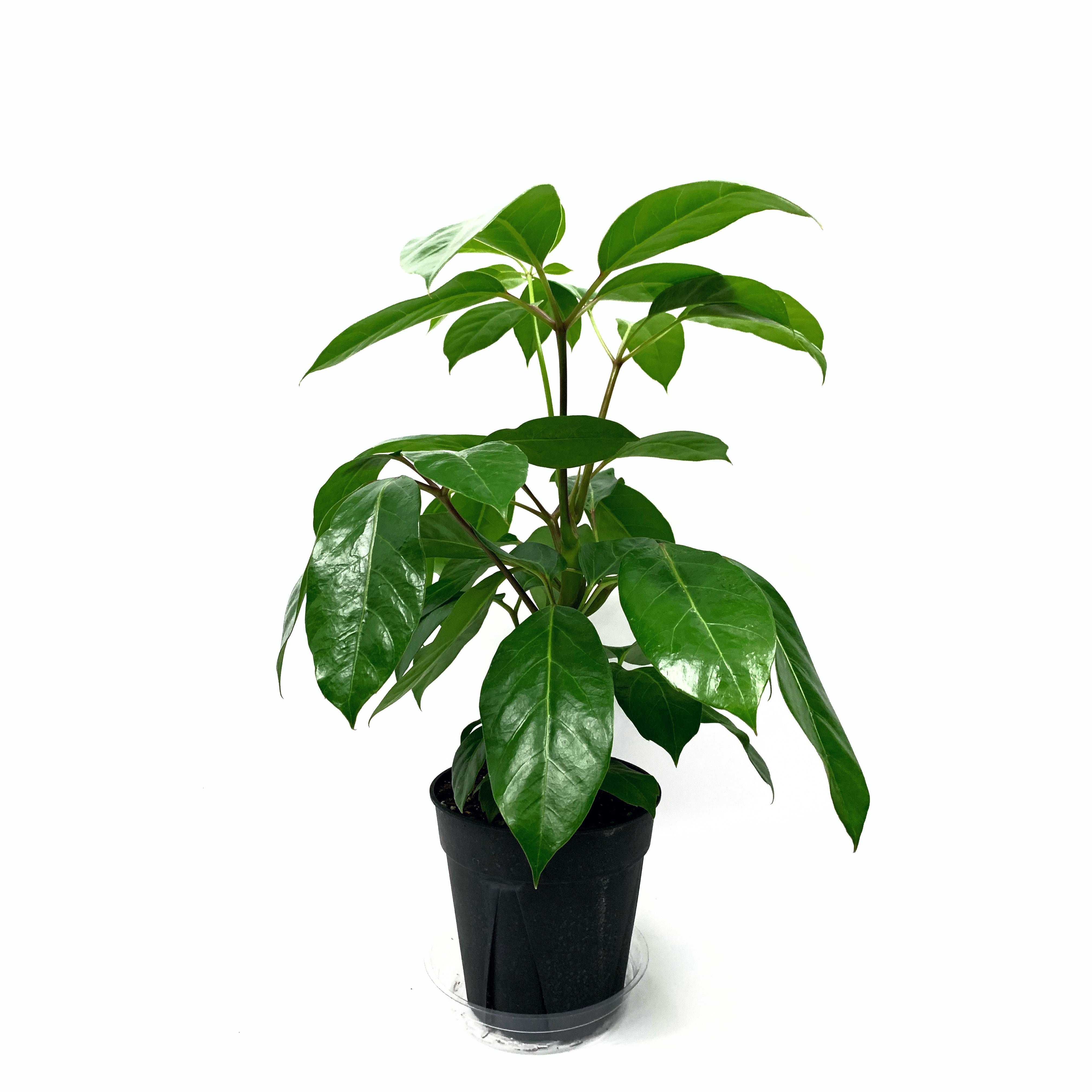 Umbrella Tree - Las Selvas