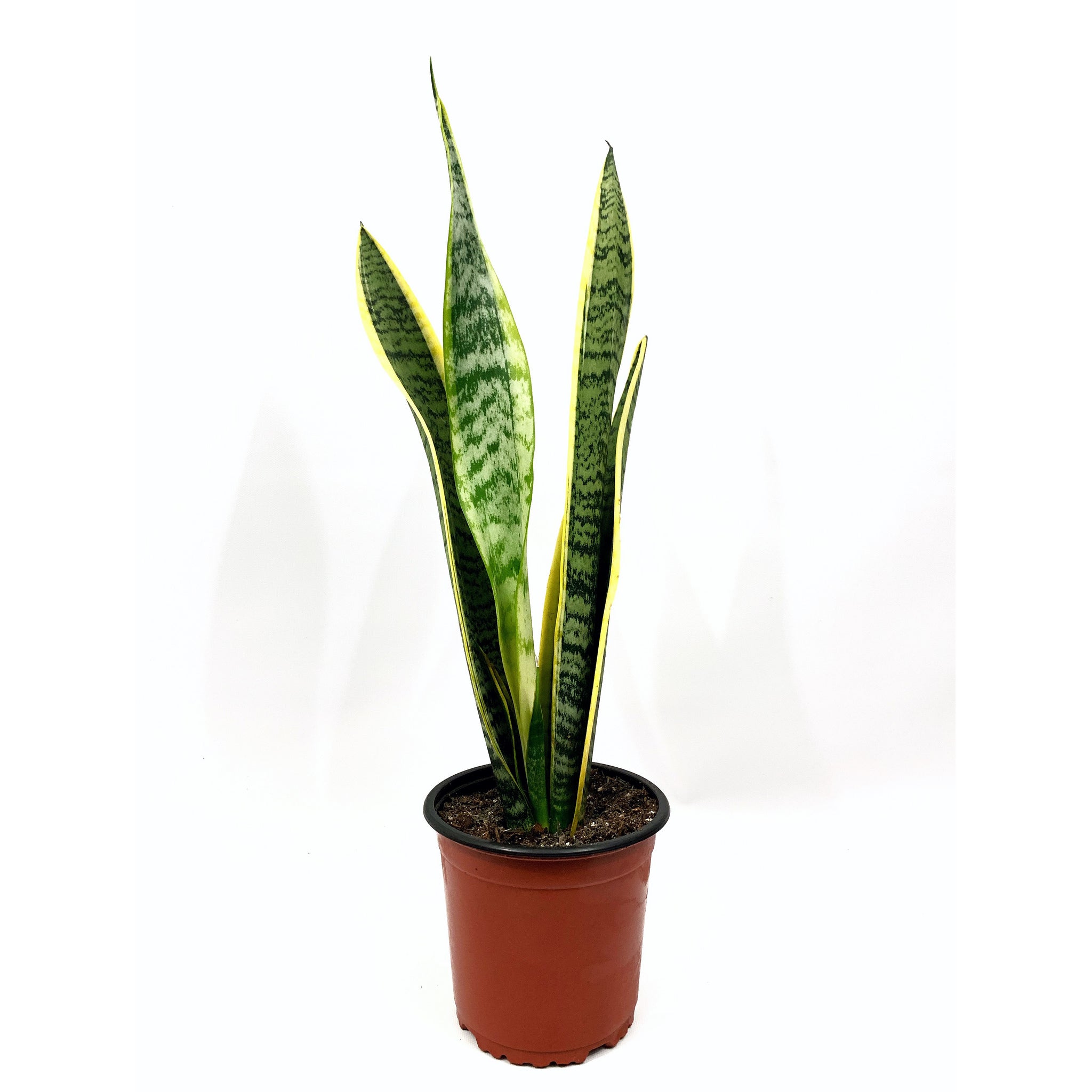 Sansevieria Laurentii - Las Selvas
