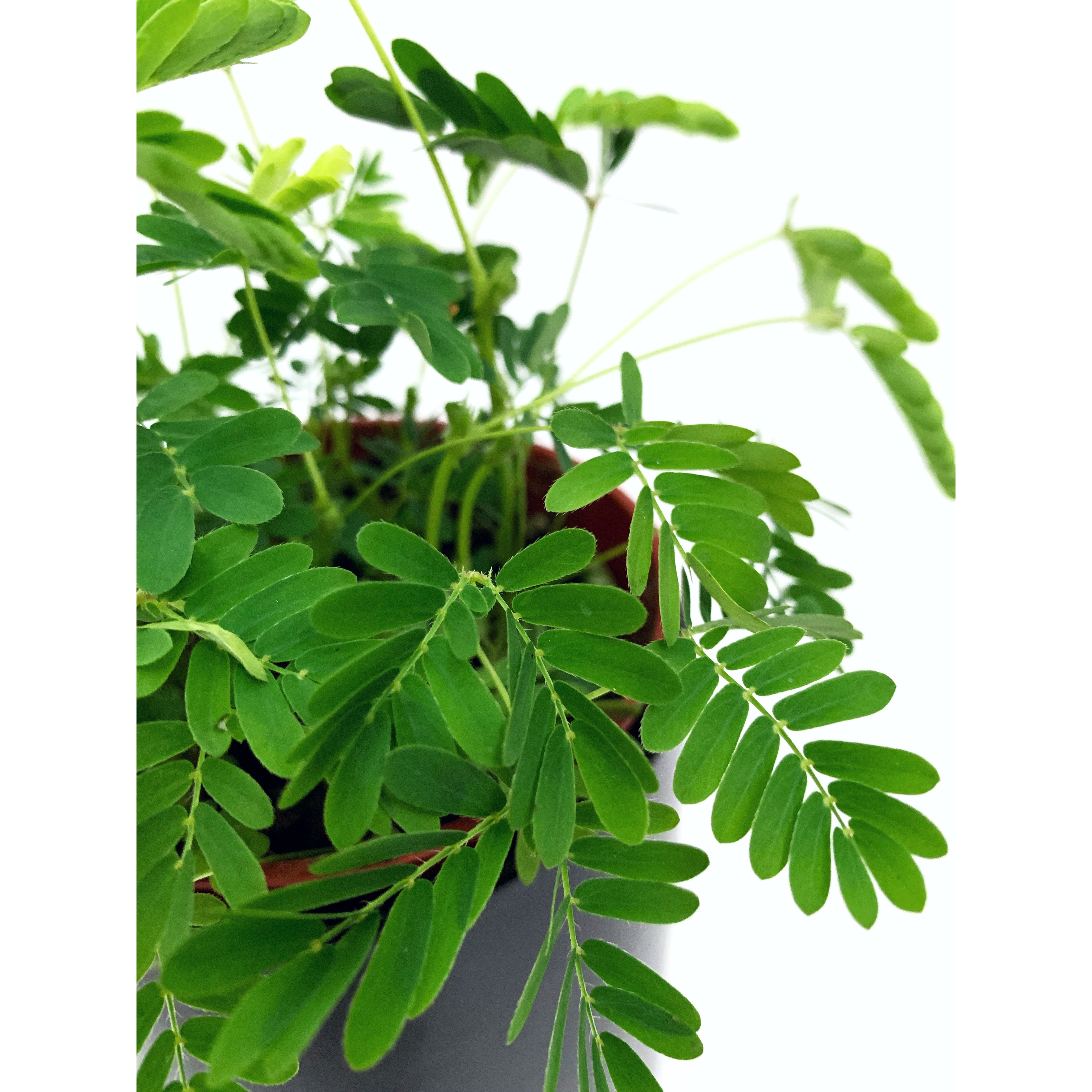 Sensitive Plant - Las Selvas