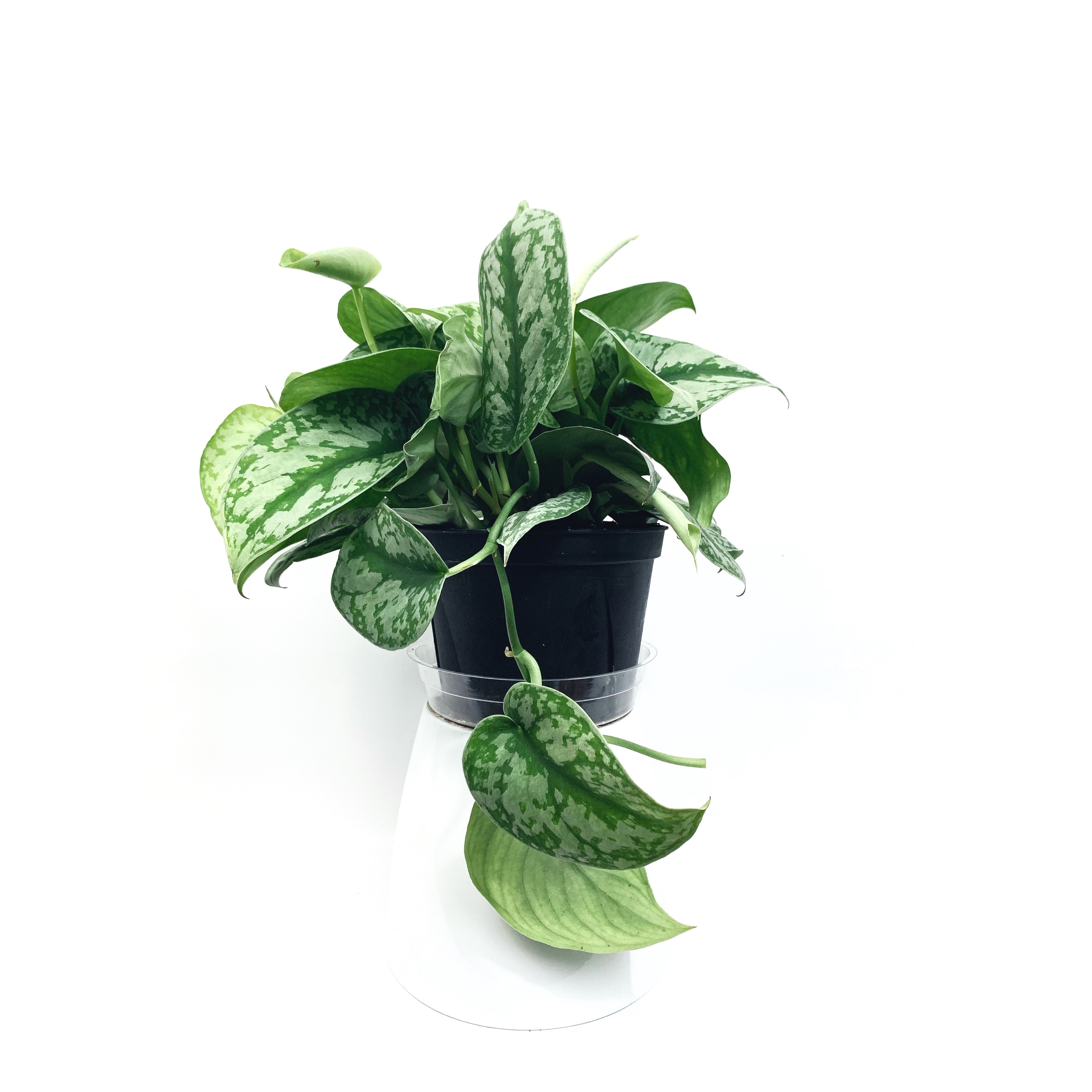 Silver Splash - Las Selvas