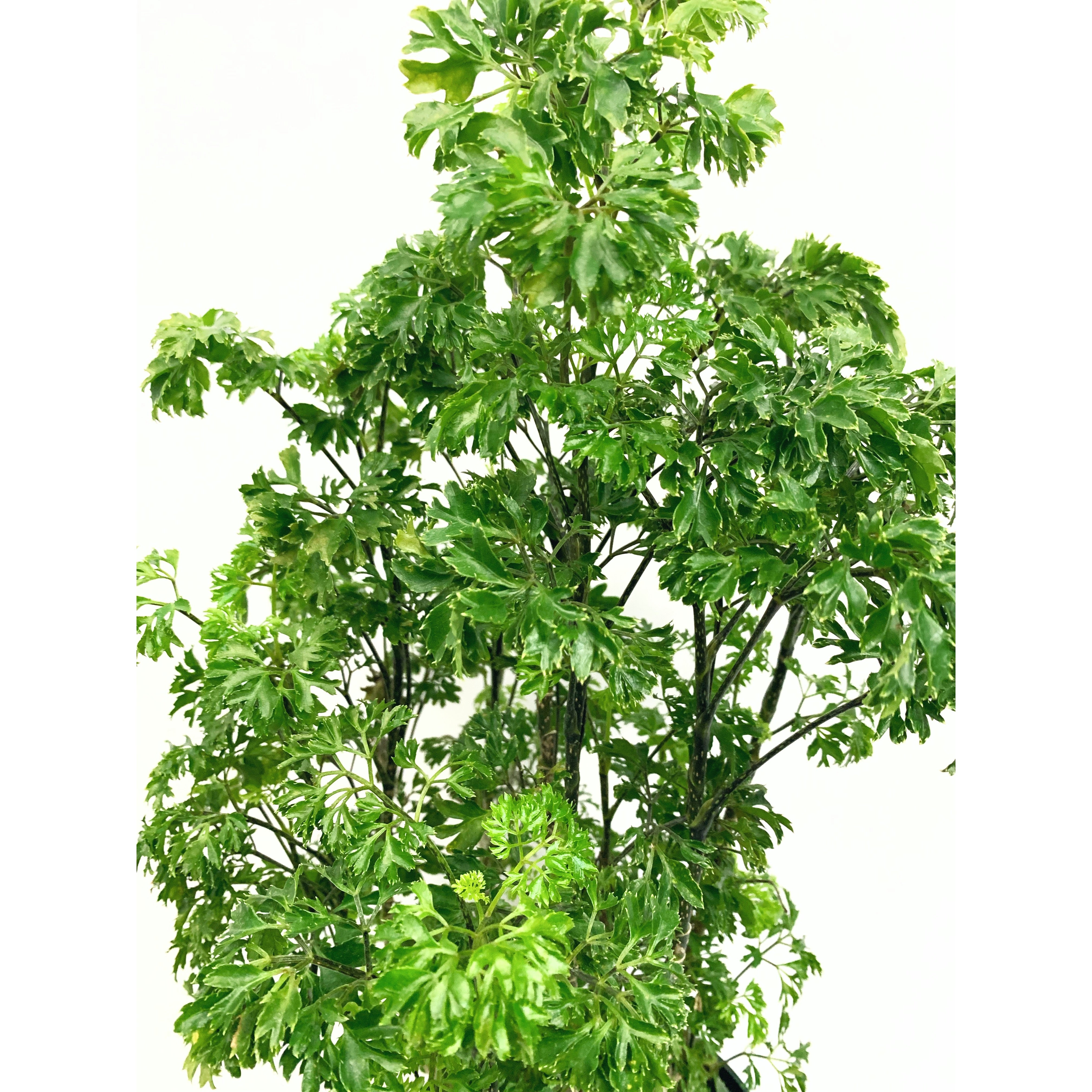 Ming Aralia - Las Selvas