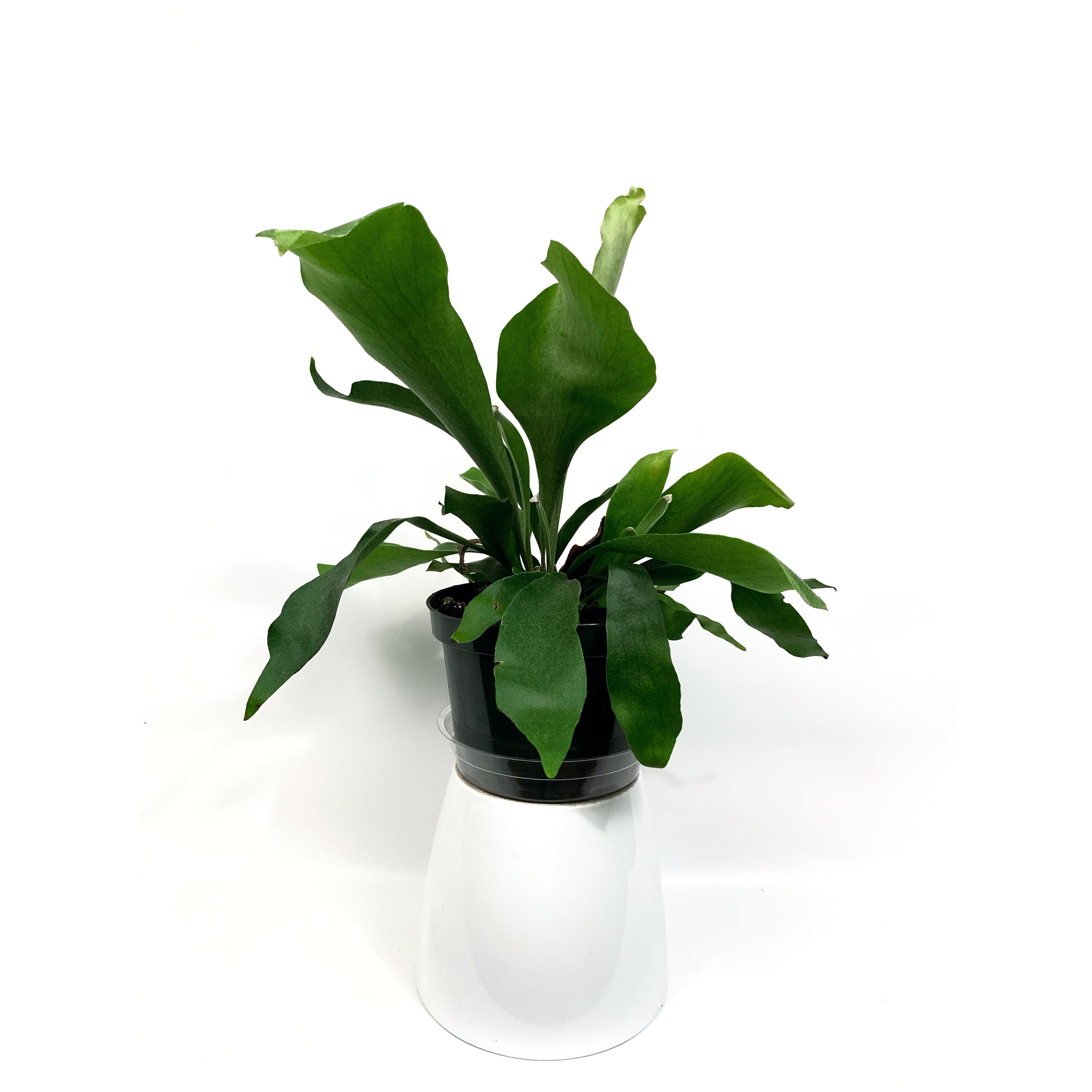 Staghorn - Las Selvas