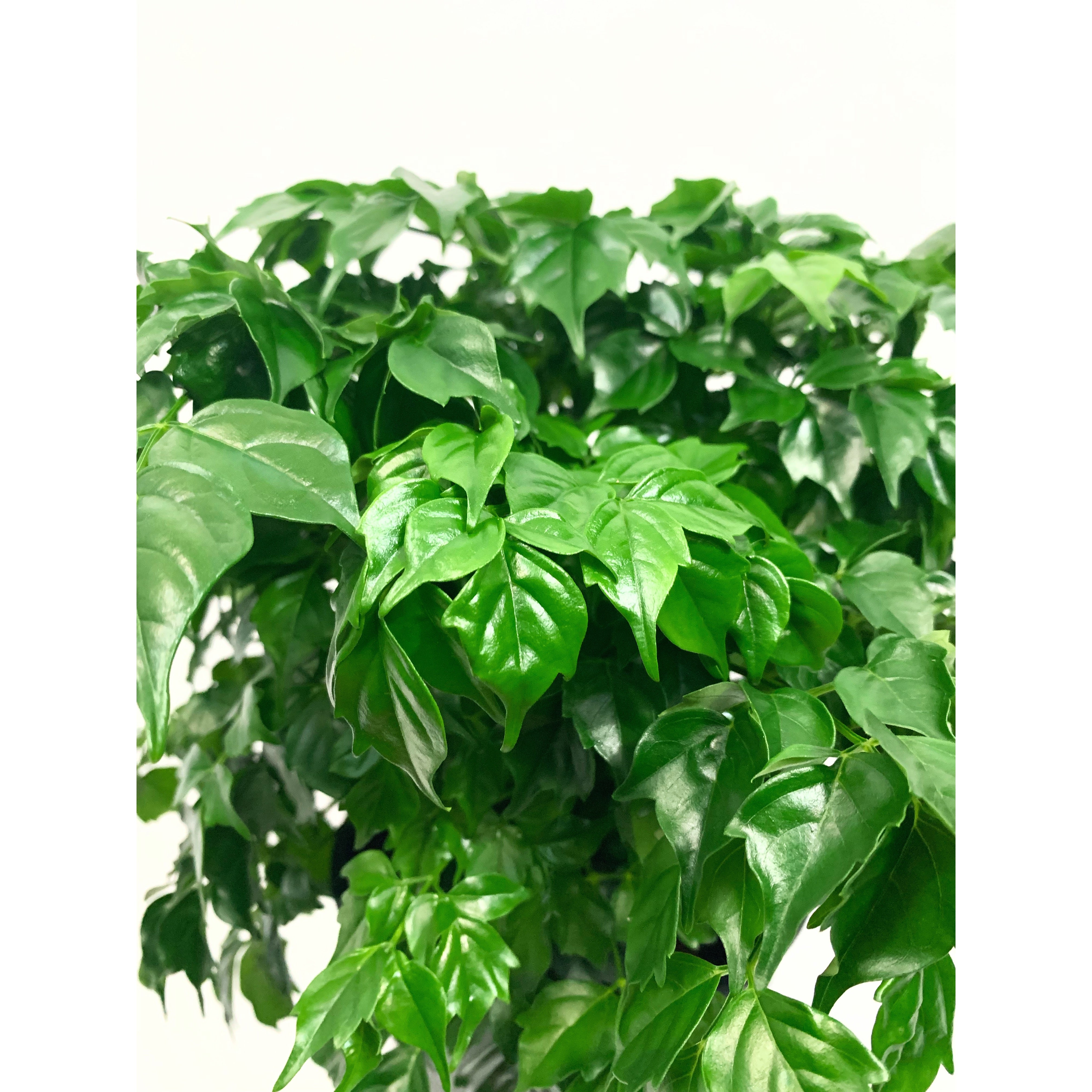 China Doll - Las Selvas