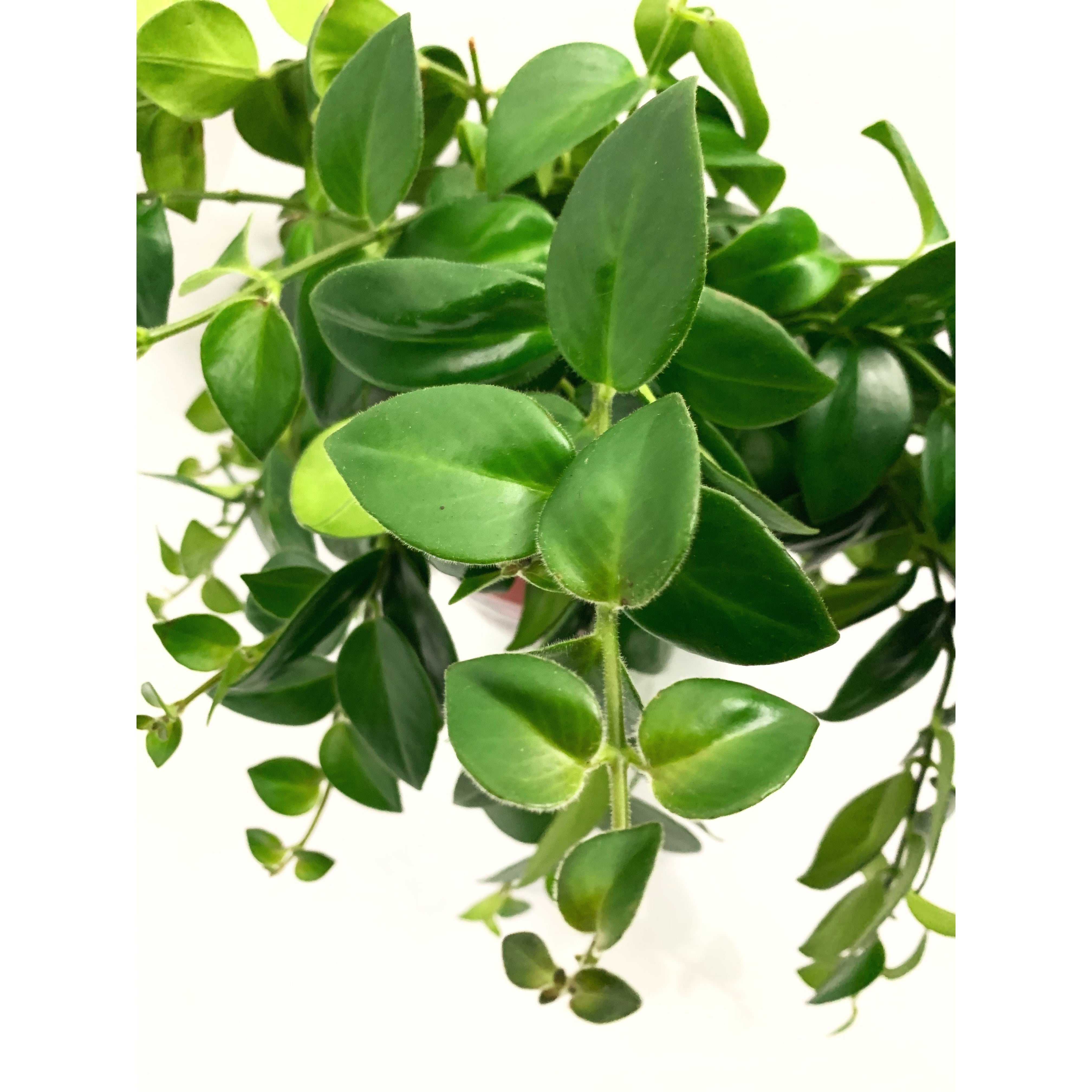 Mona Lisa - Las Selvas