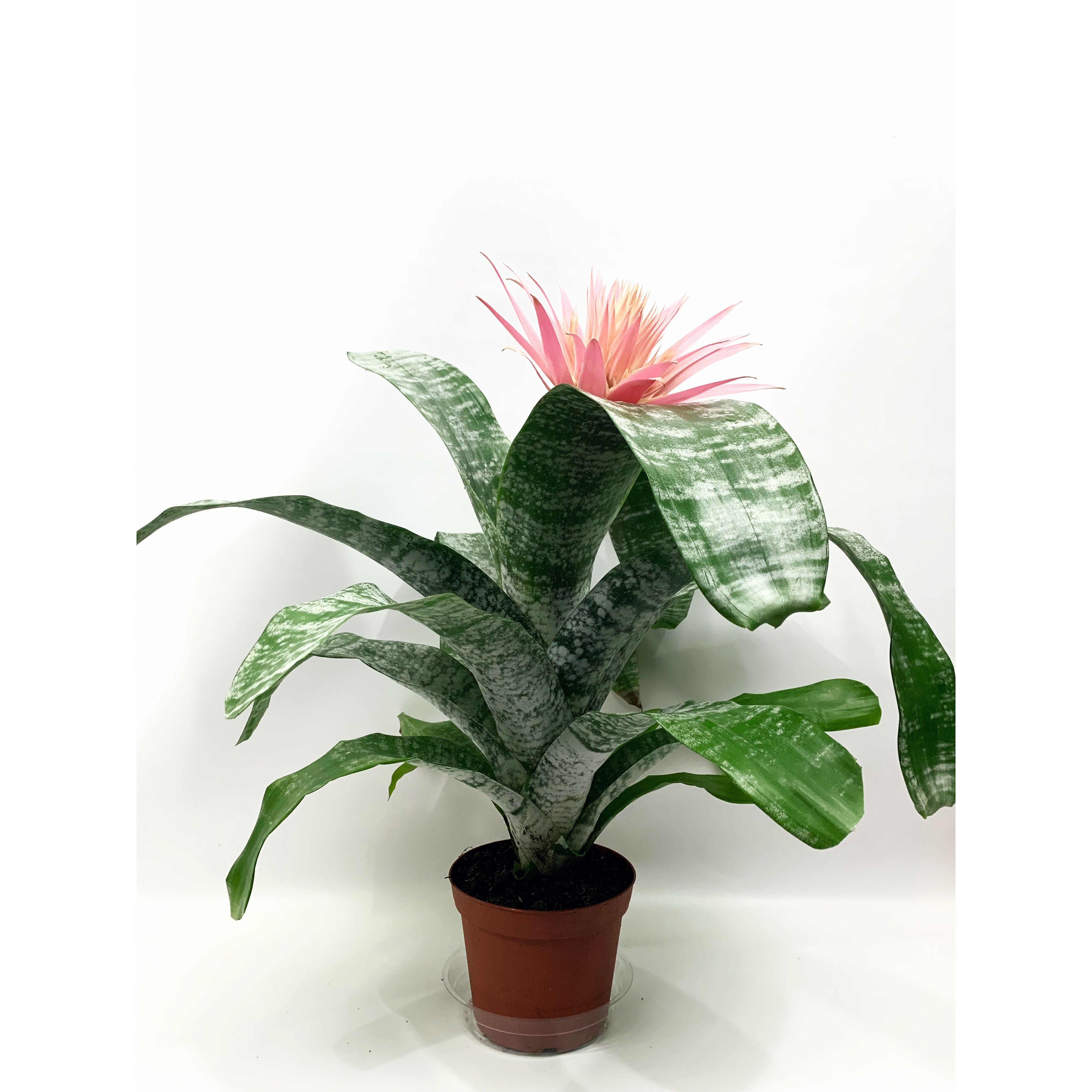 Urn Bromeliad - Las Selvas