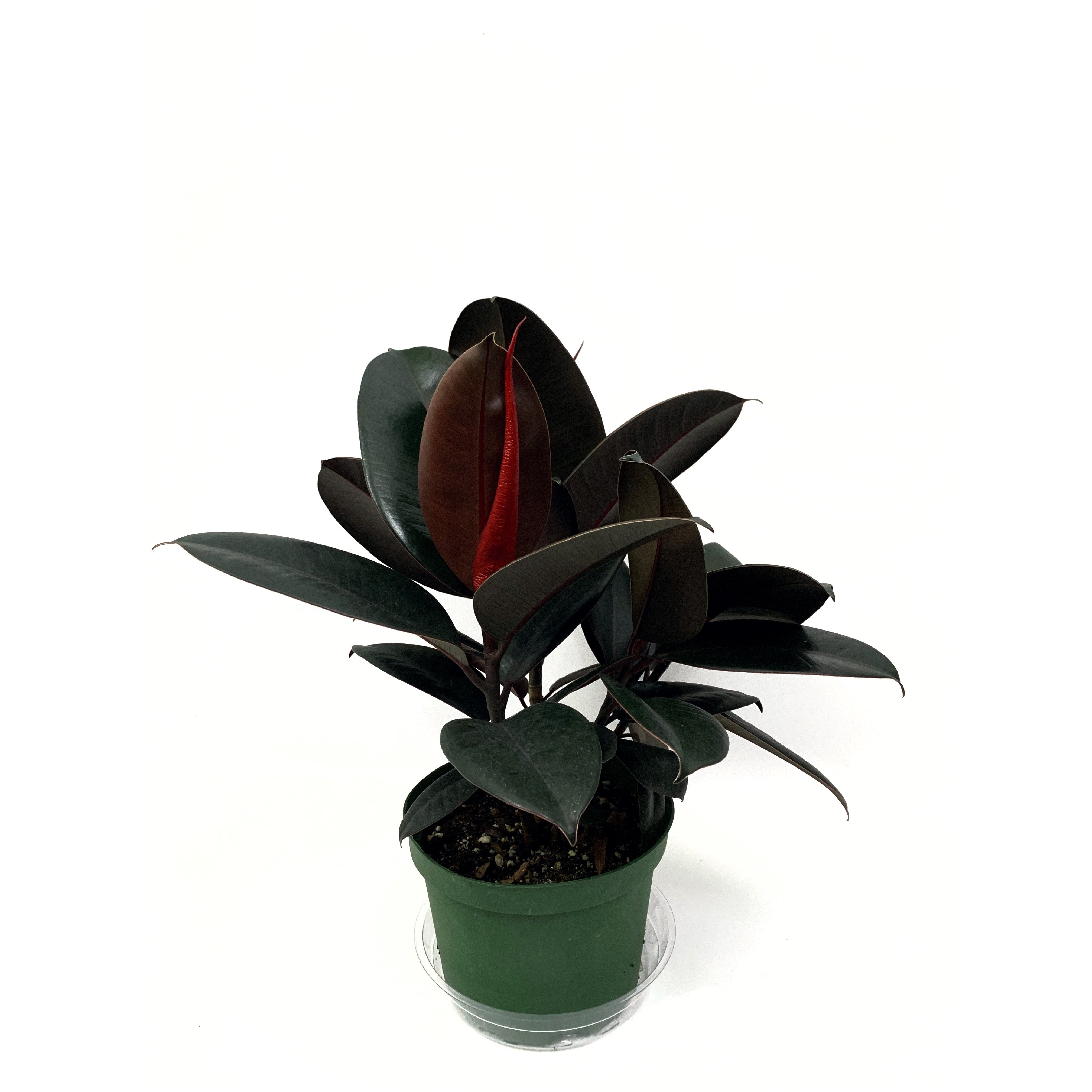 Rubber Plant - Las Selvas