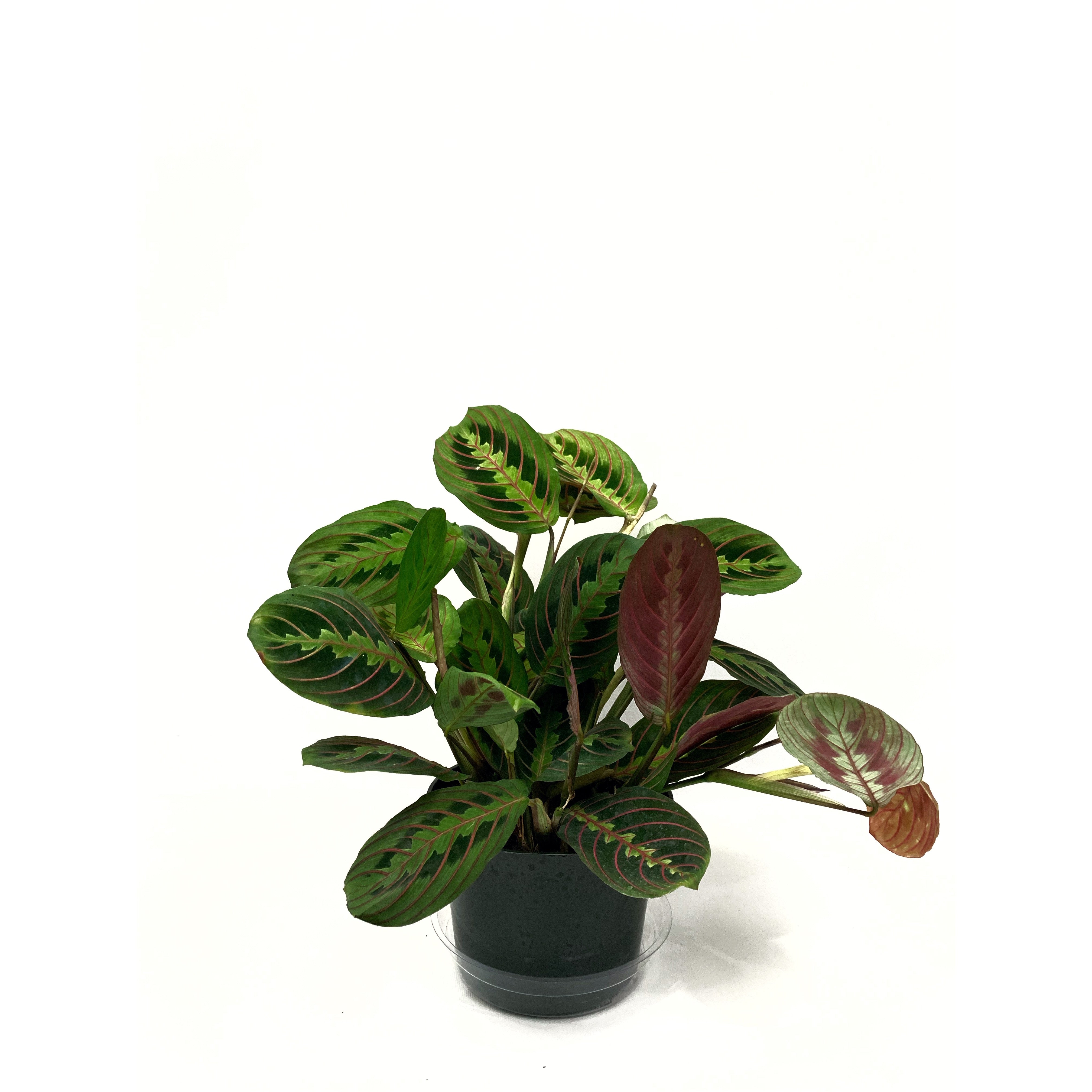 Prayer Plant - Las Selvas