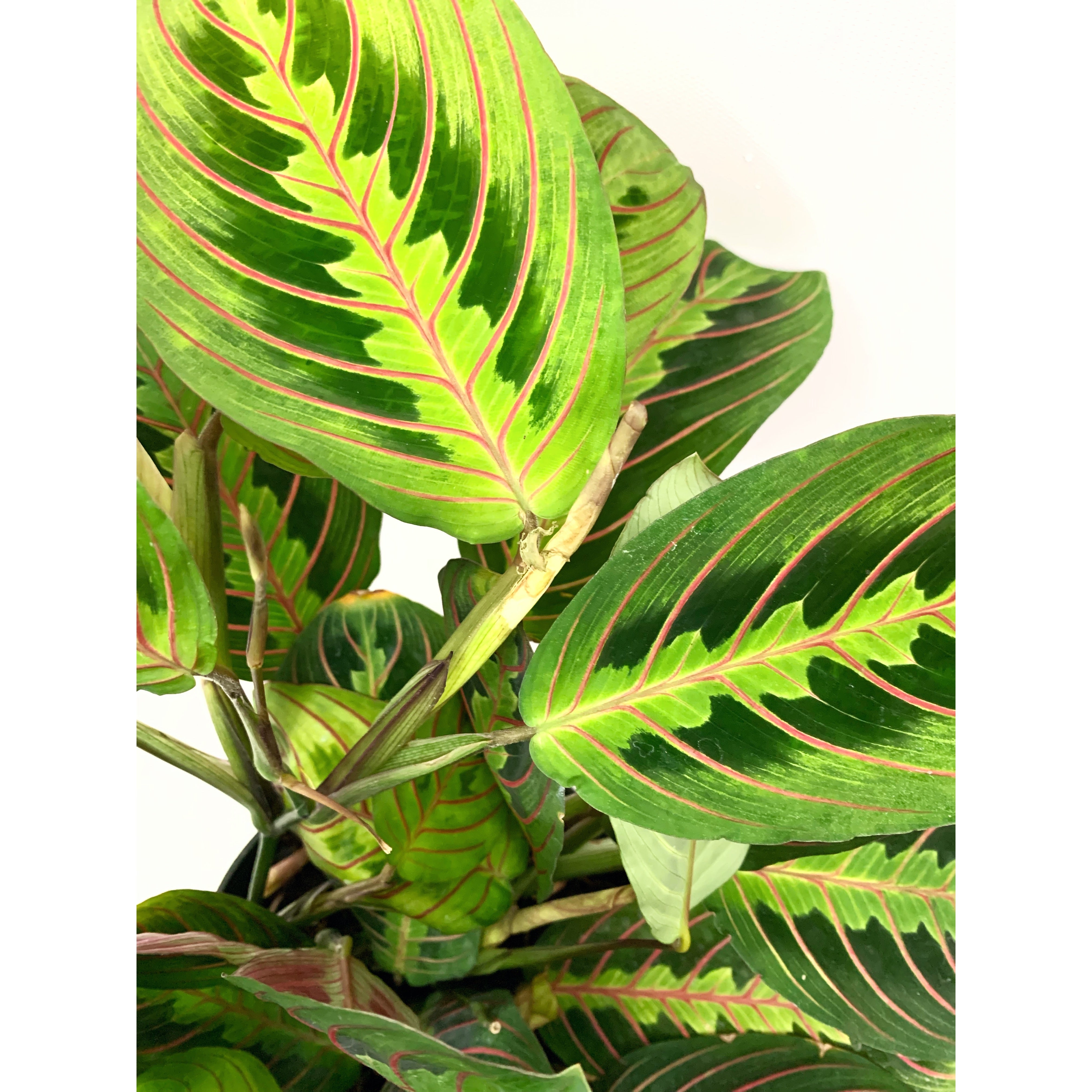 Prayer Plant - Las Selvas