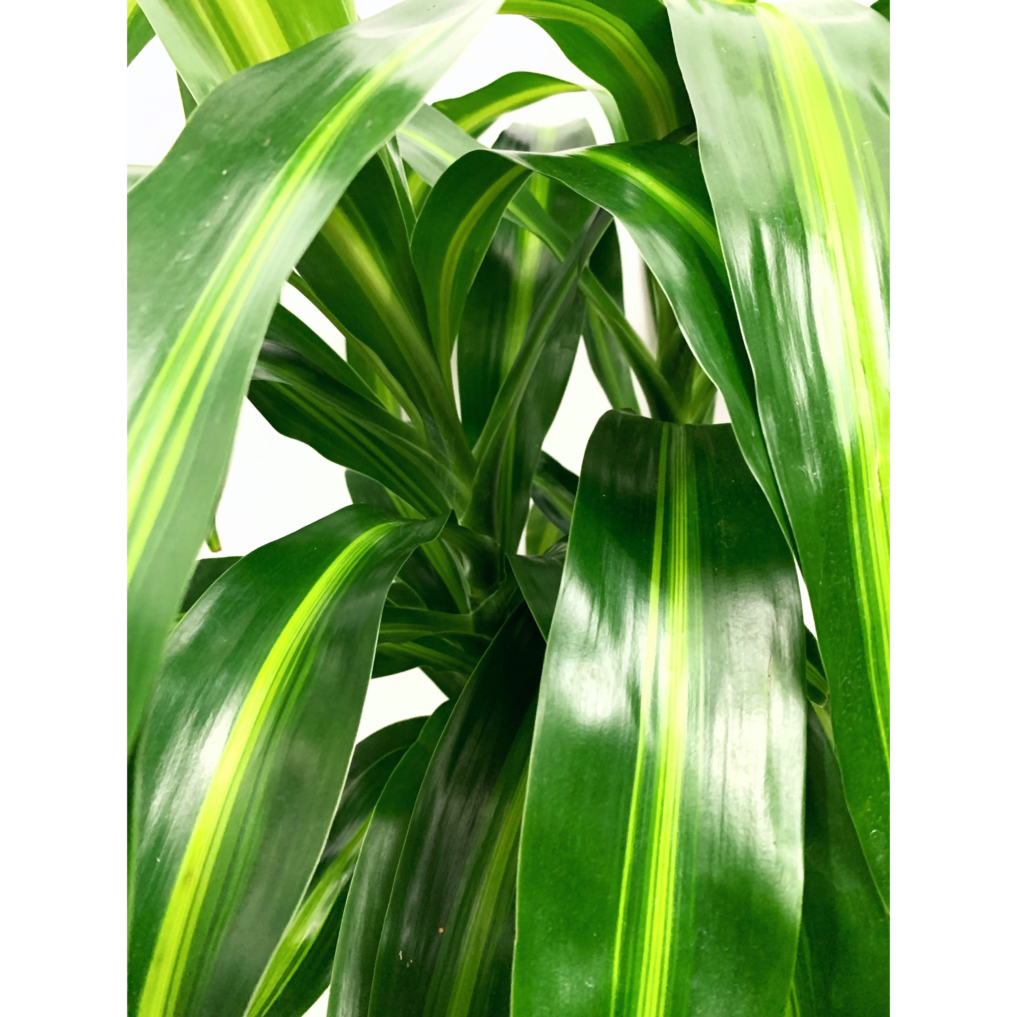 Dracena Hawaiian - Las Selvas