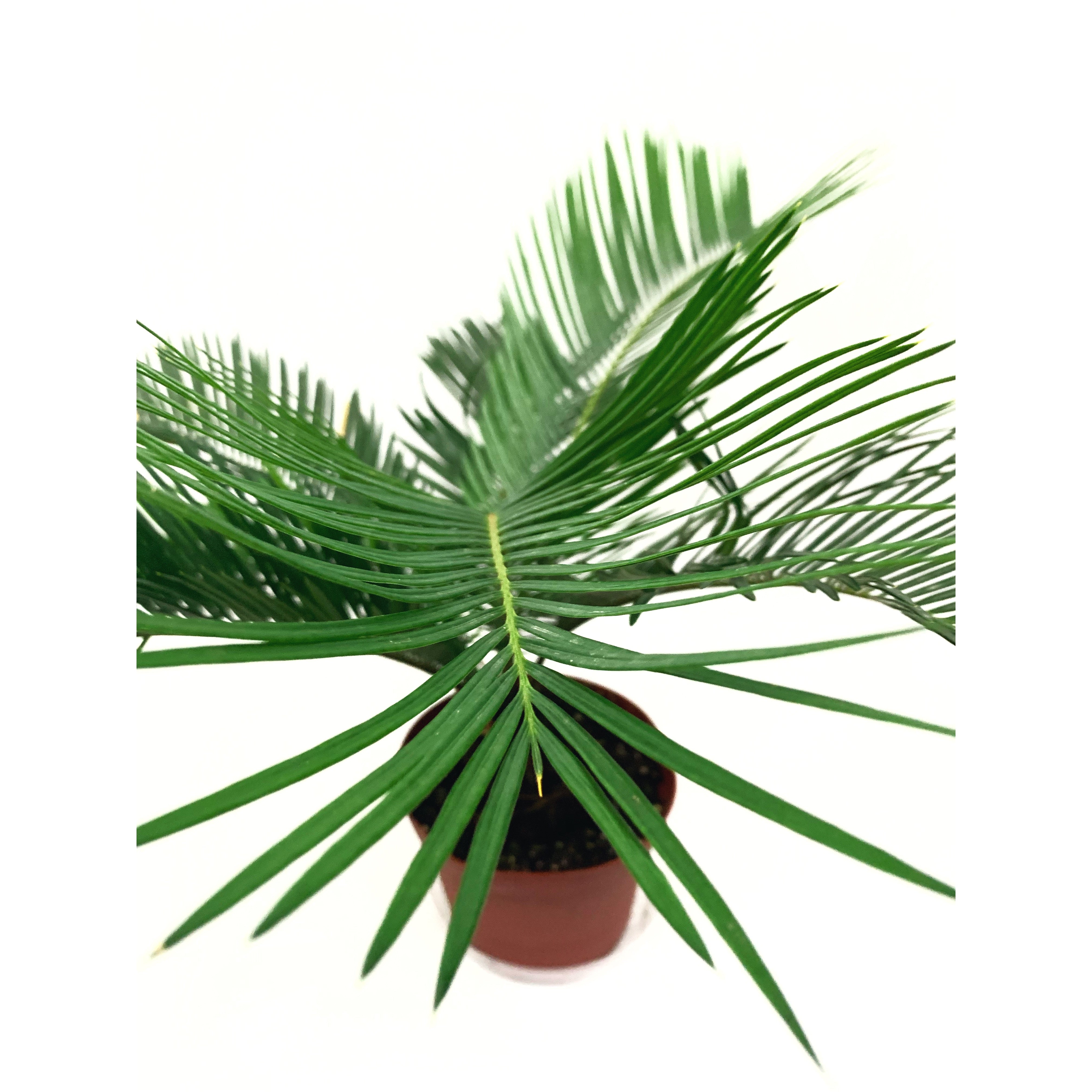Sago Palm - Las Selvas