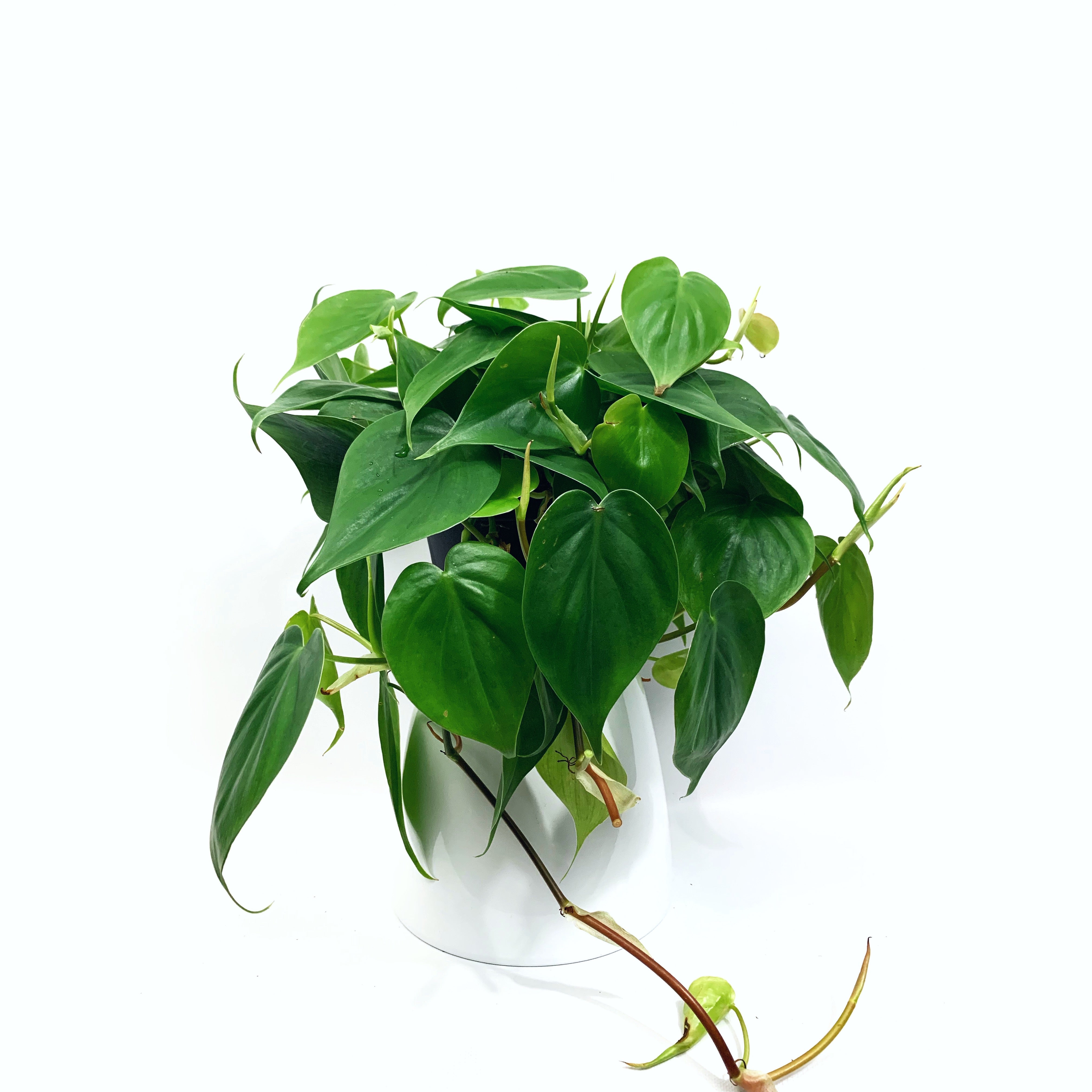 Heart Leaf Philodendron - Las Selvas