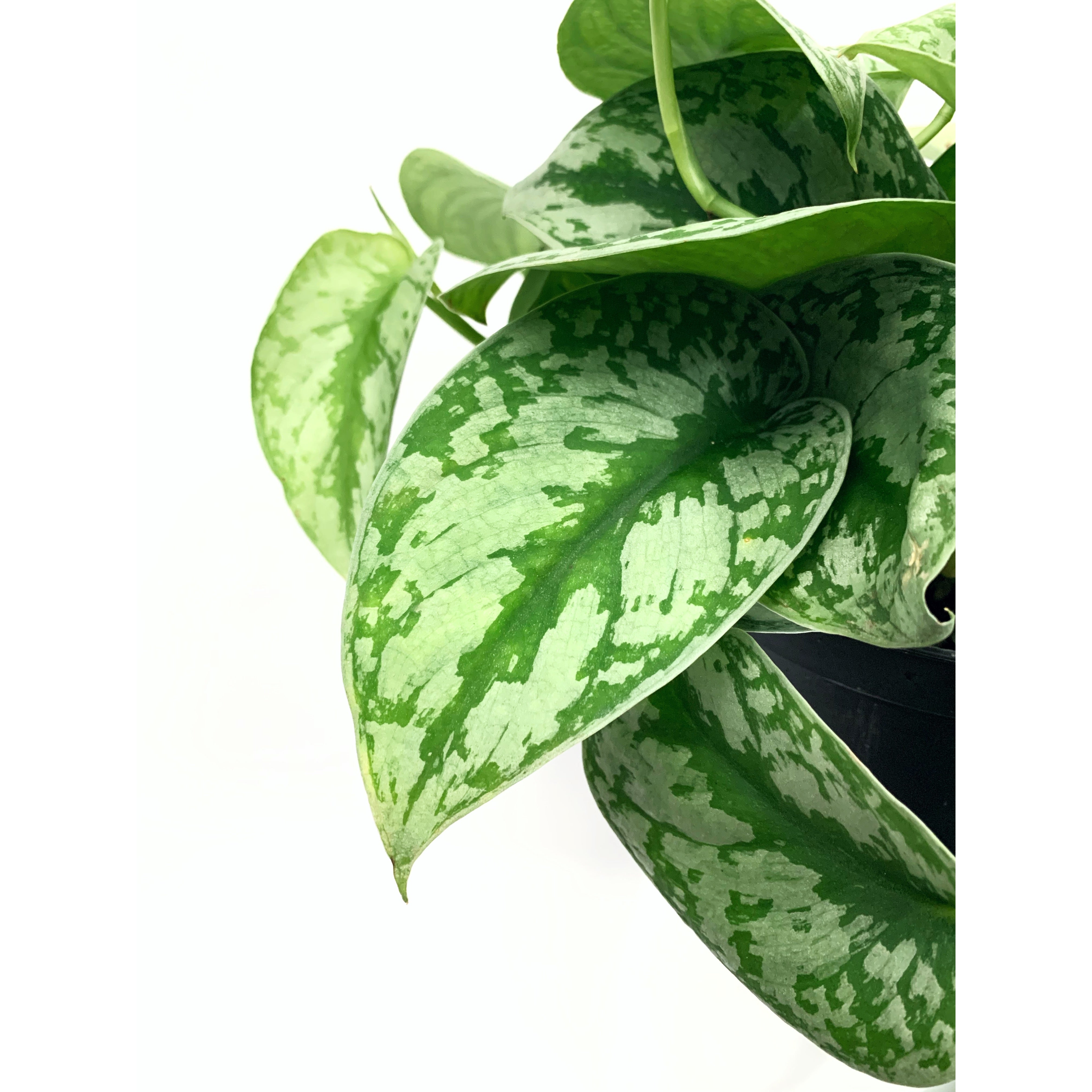 Silver Splash - Las Selvas