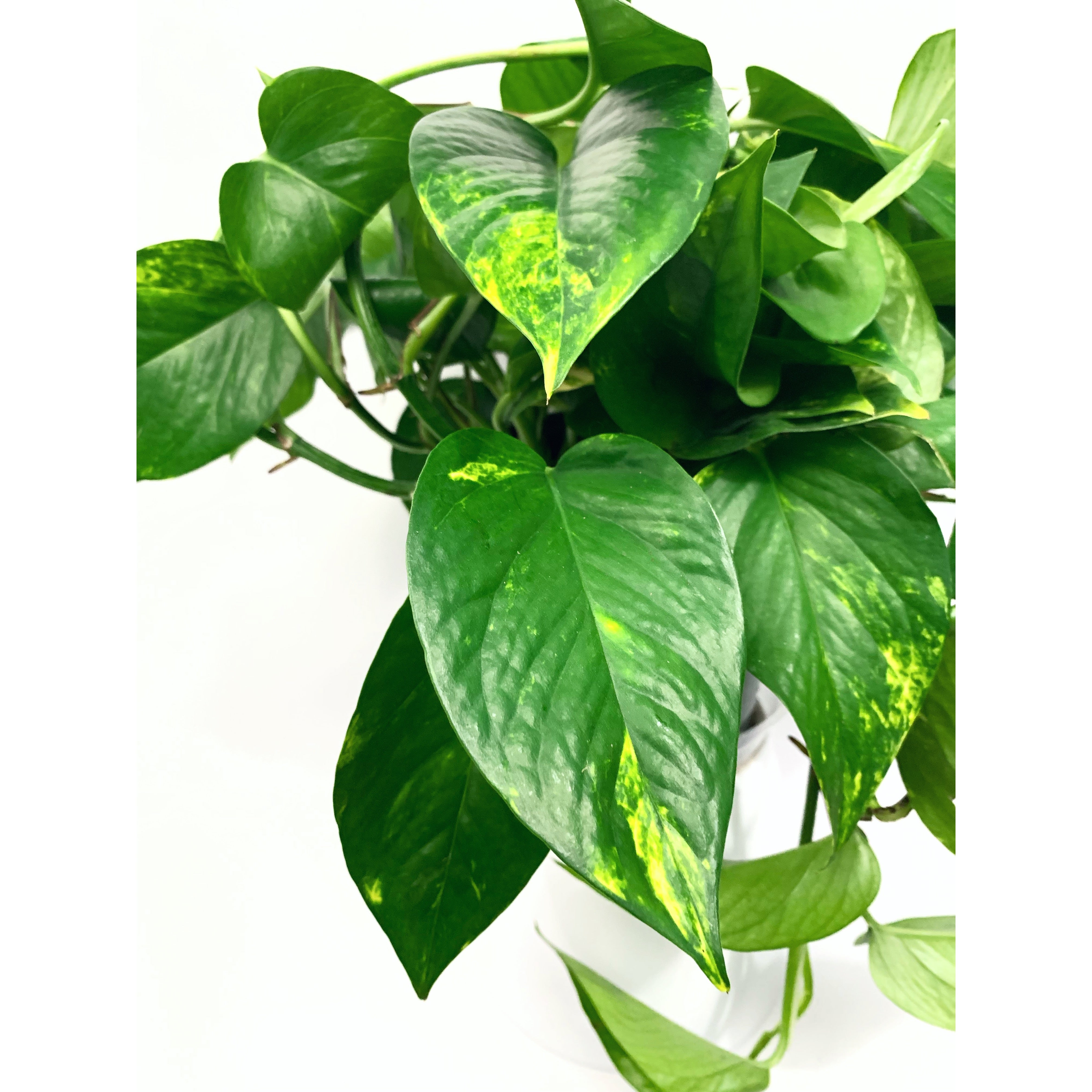 Golden Pothos - Las Selvas