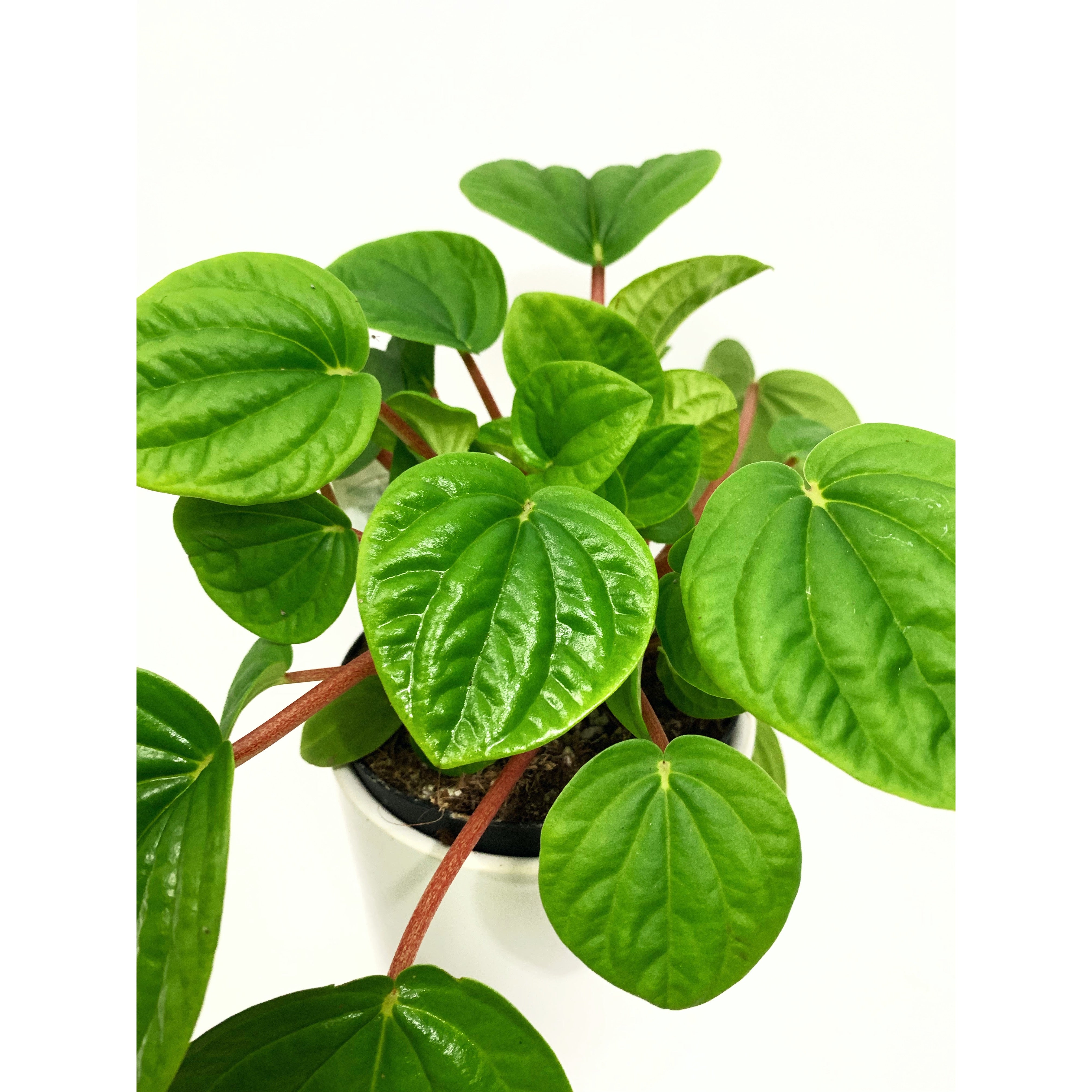 Rana Verde - Las Selvas