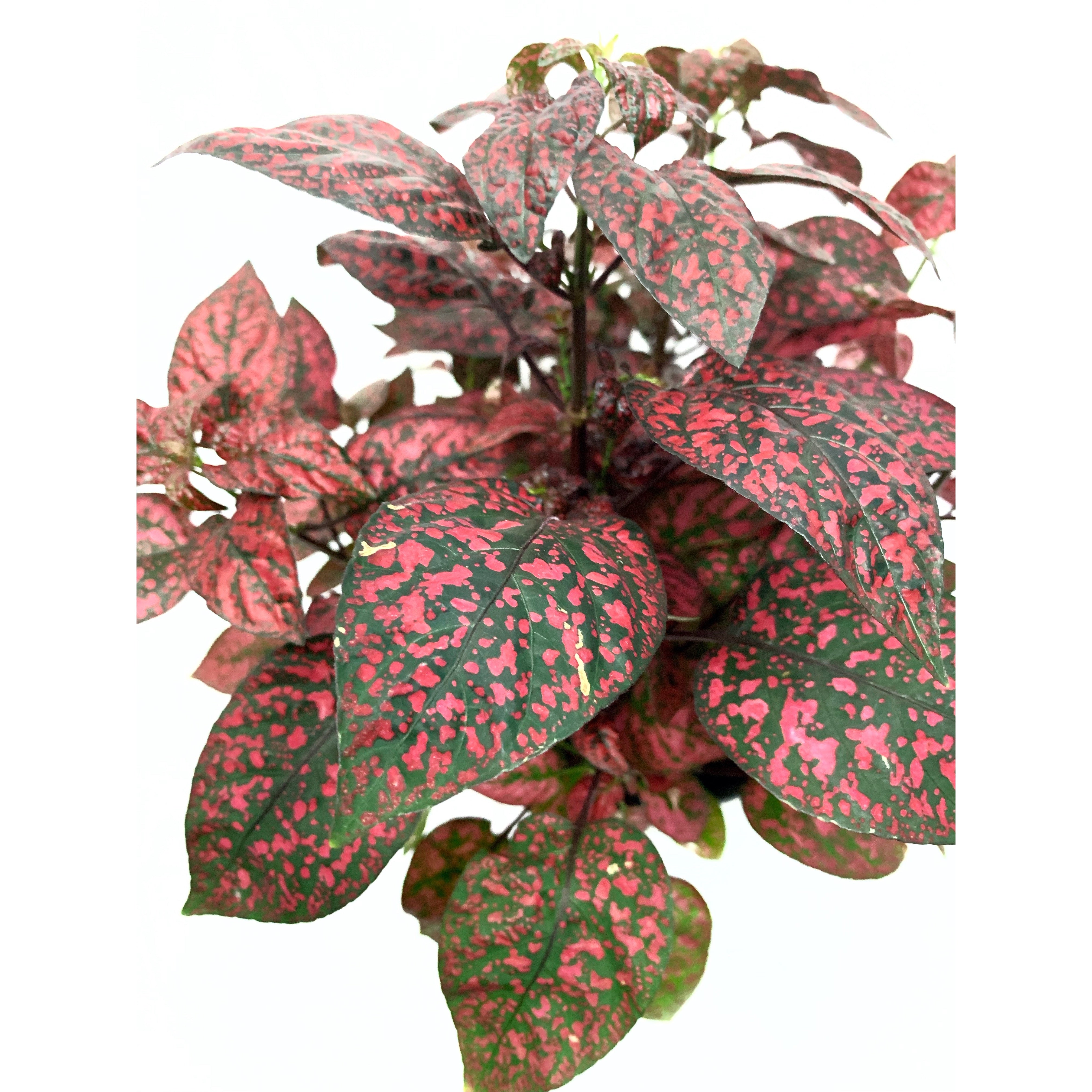 Pink Splash - Las Selvas