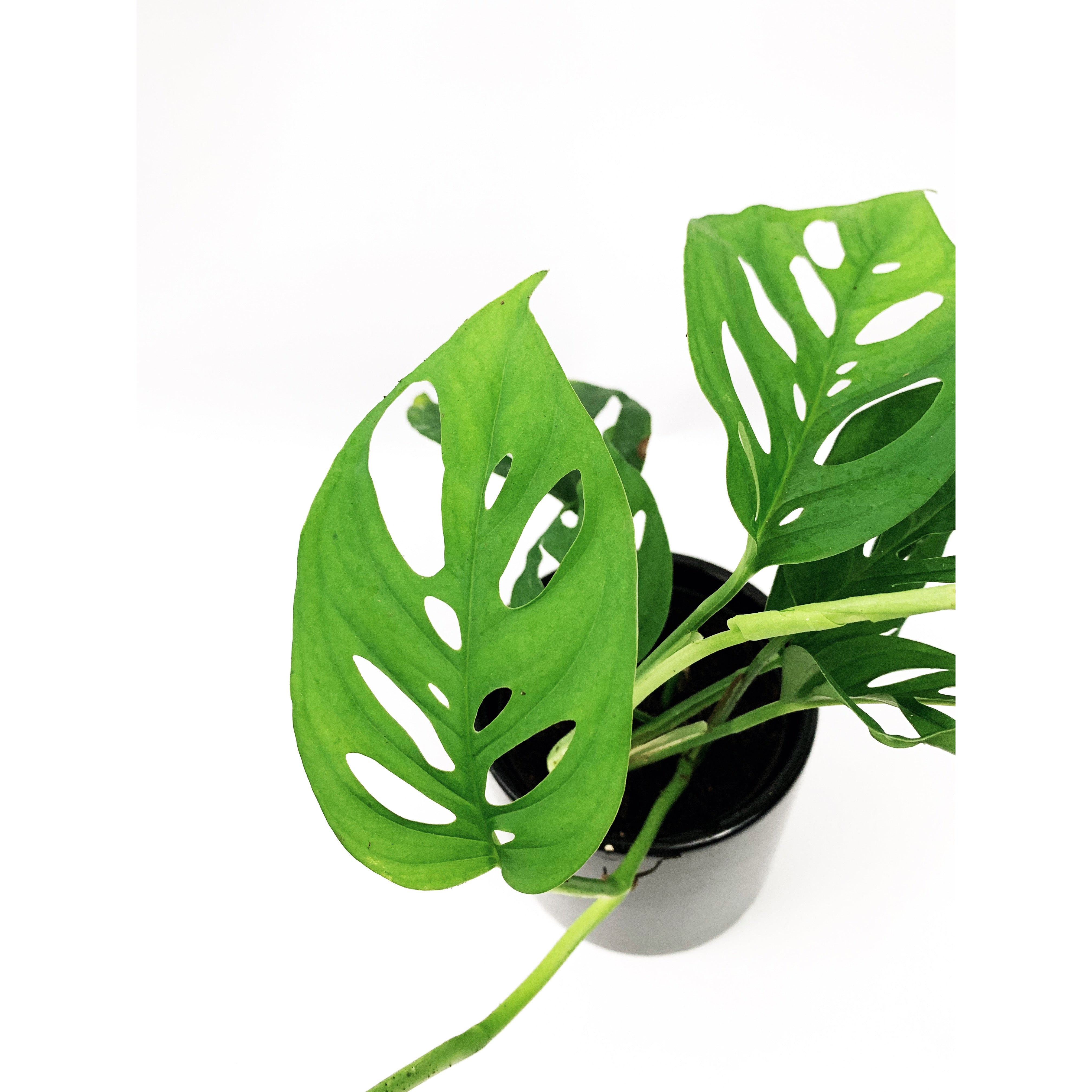 Monstera Adansonii - Las Selvas