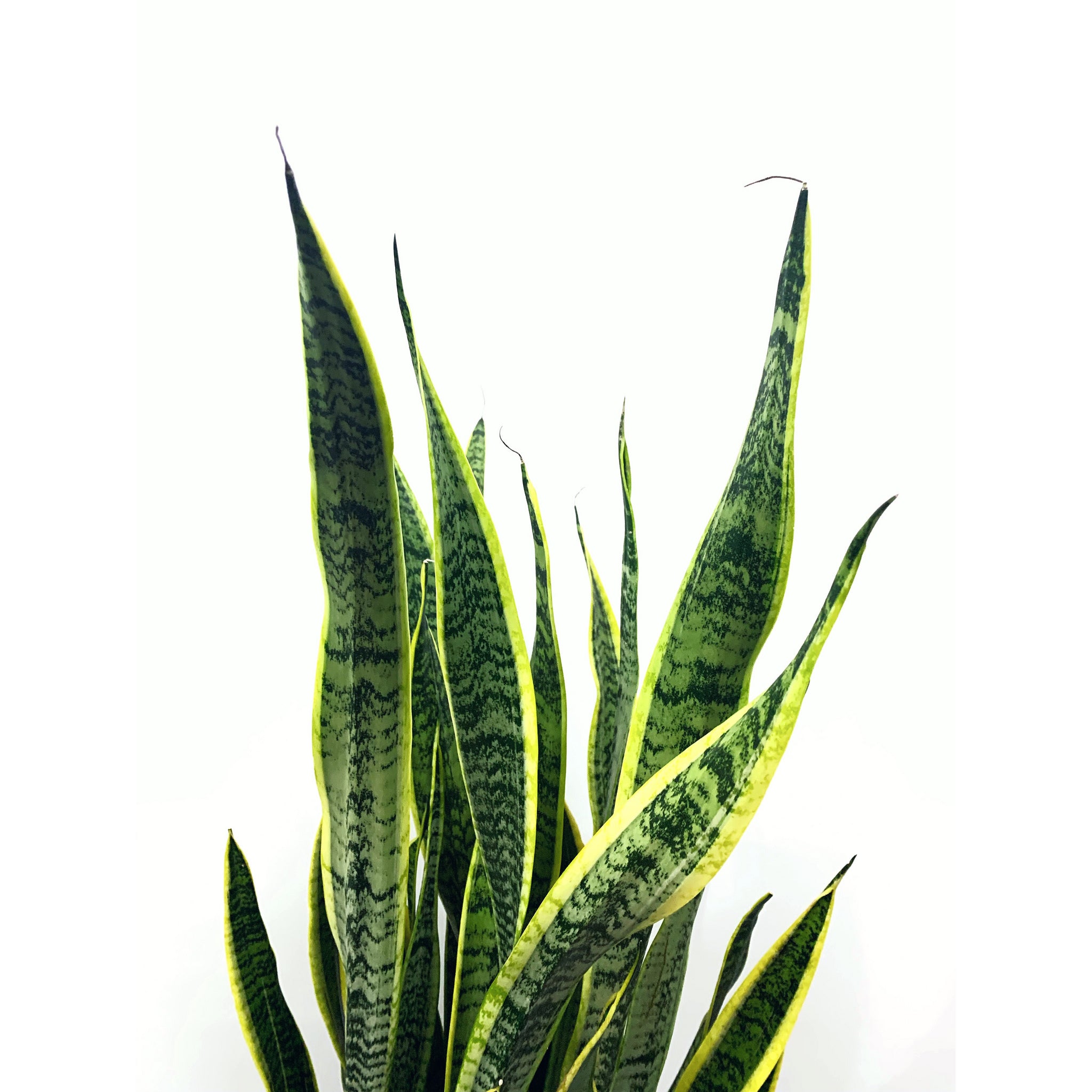Sansevieria Laurentii - Las Selvas