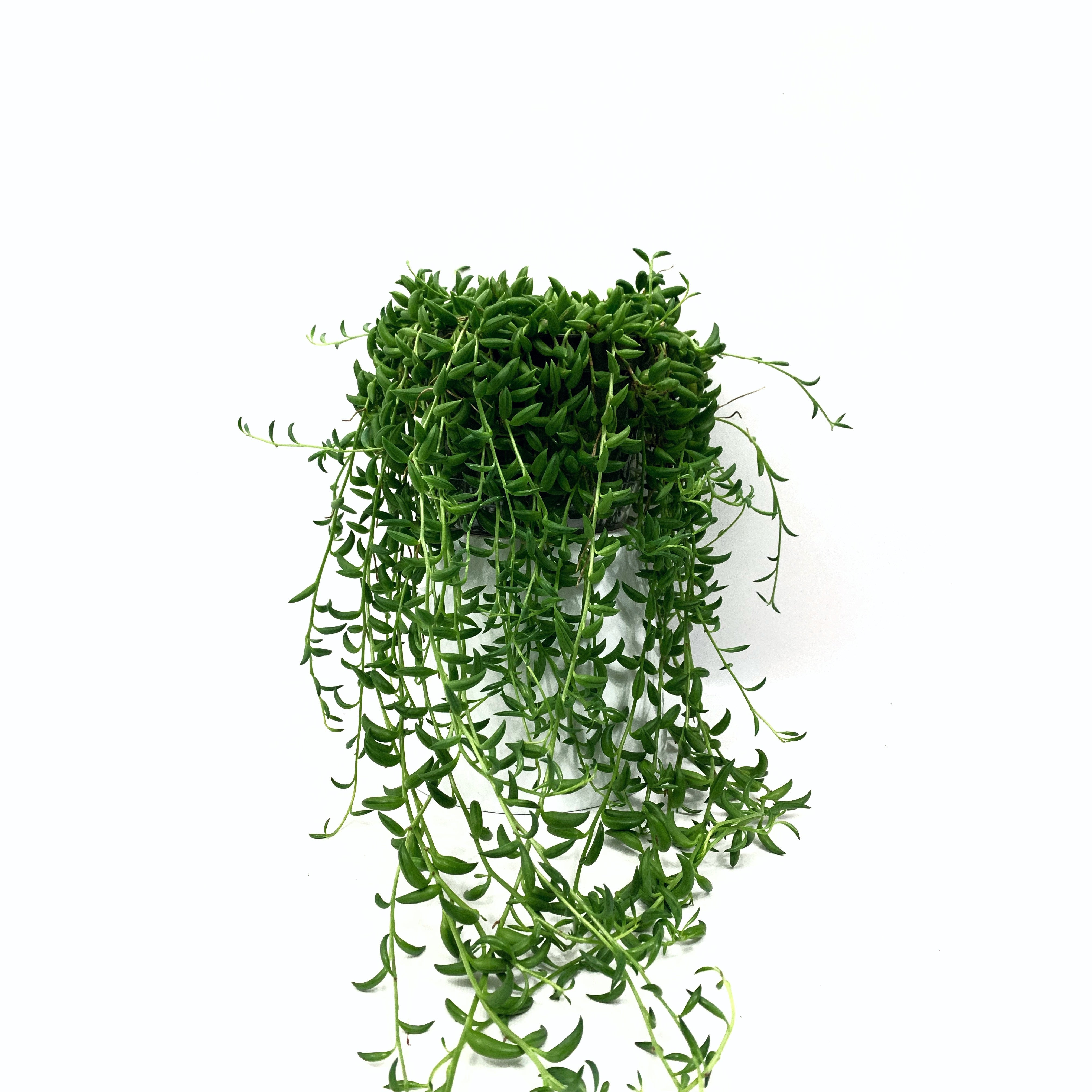 String Of Bananas - Las Selvas